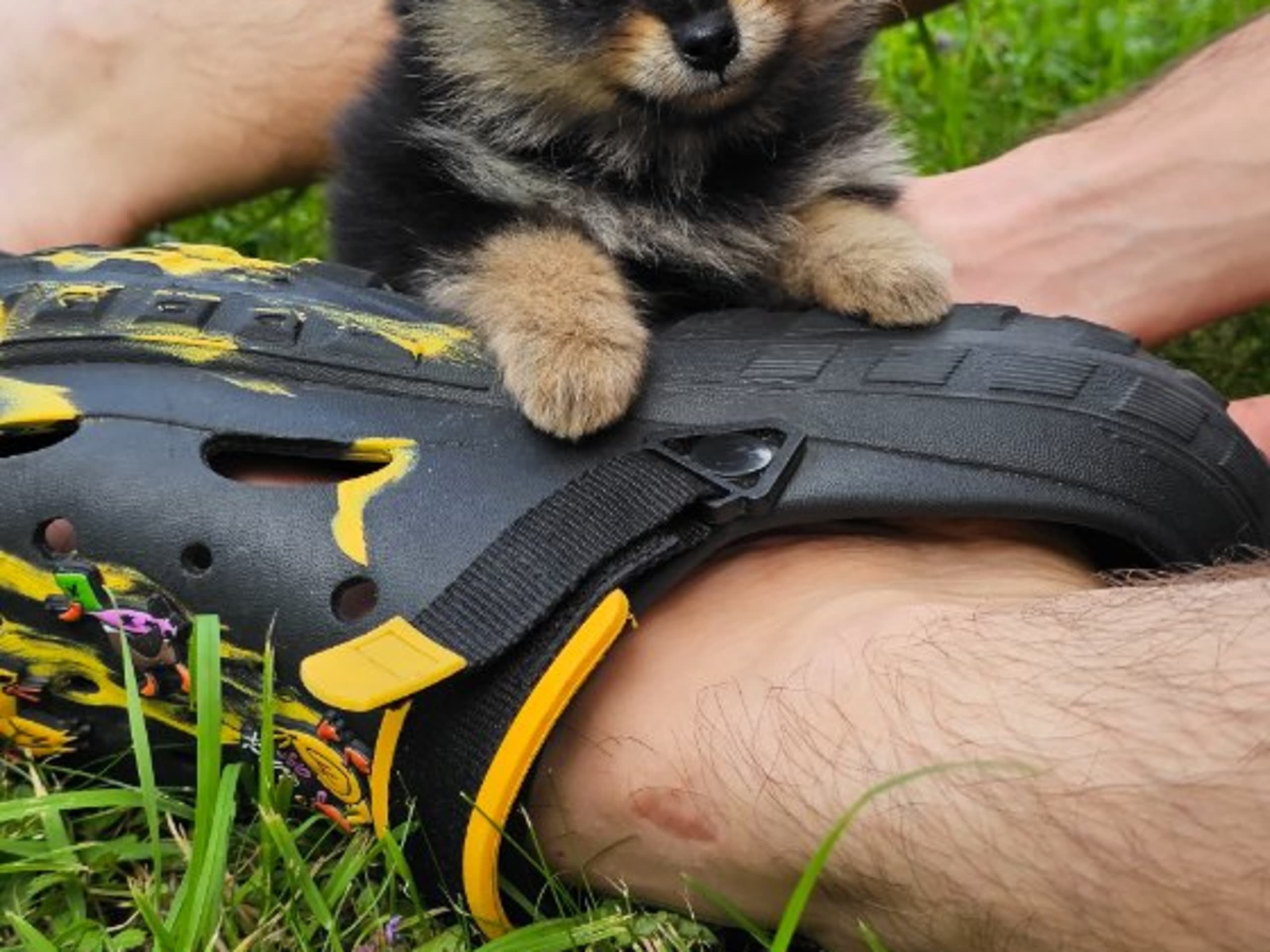 Pomeranian · Enköping · Pomsik Rakaaig