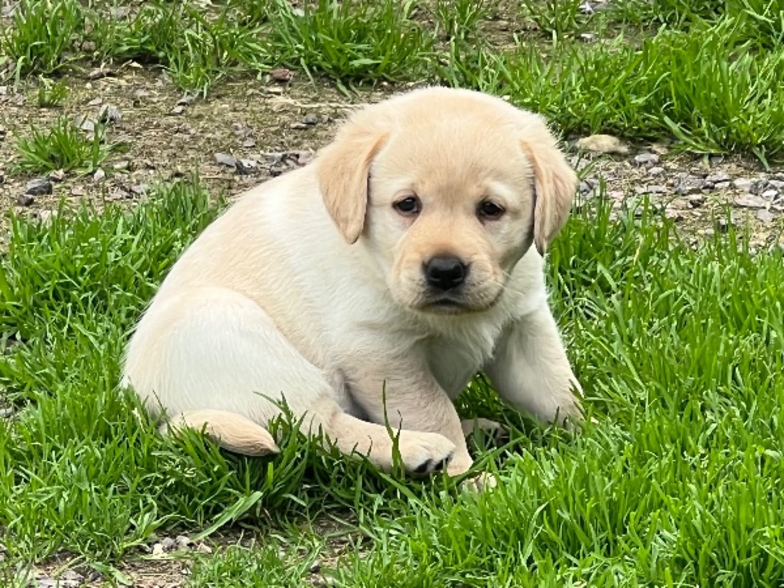 Labrador retriever · Idkerberget · Sincher's