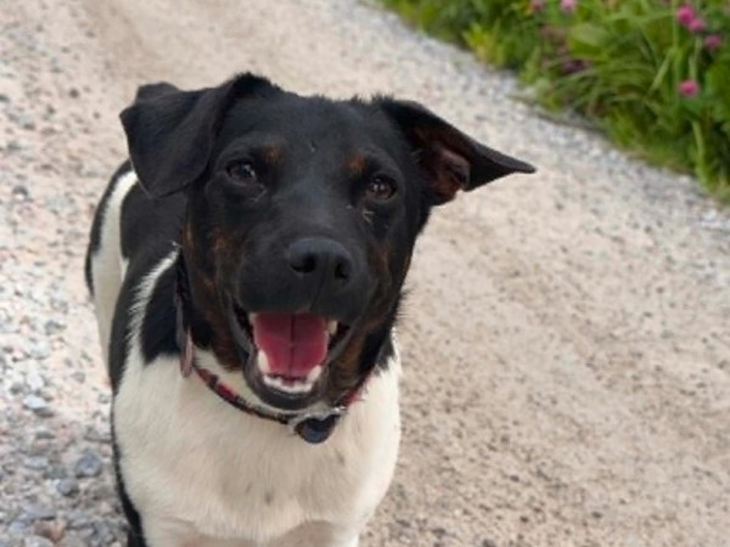 Danish Swedish Farmdog · Lillkyrka · Just Ask