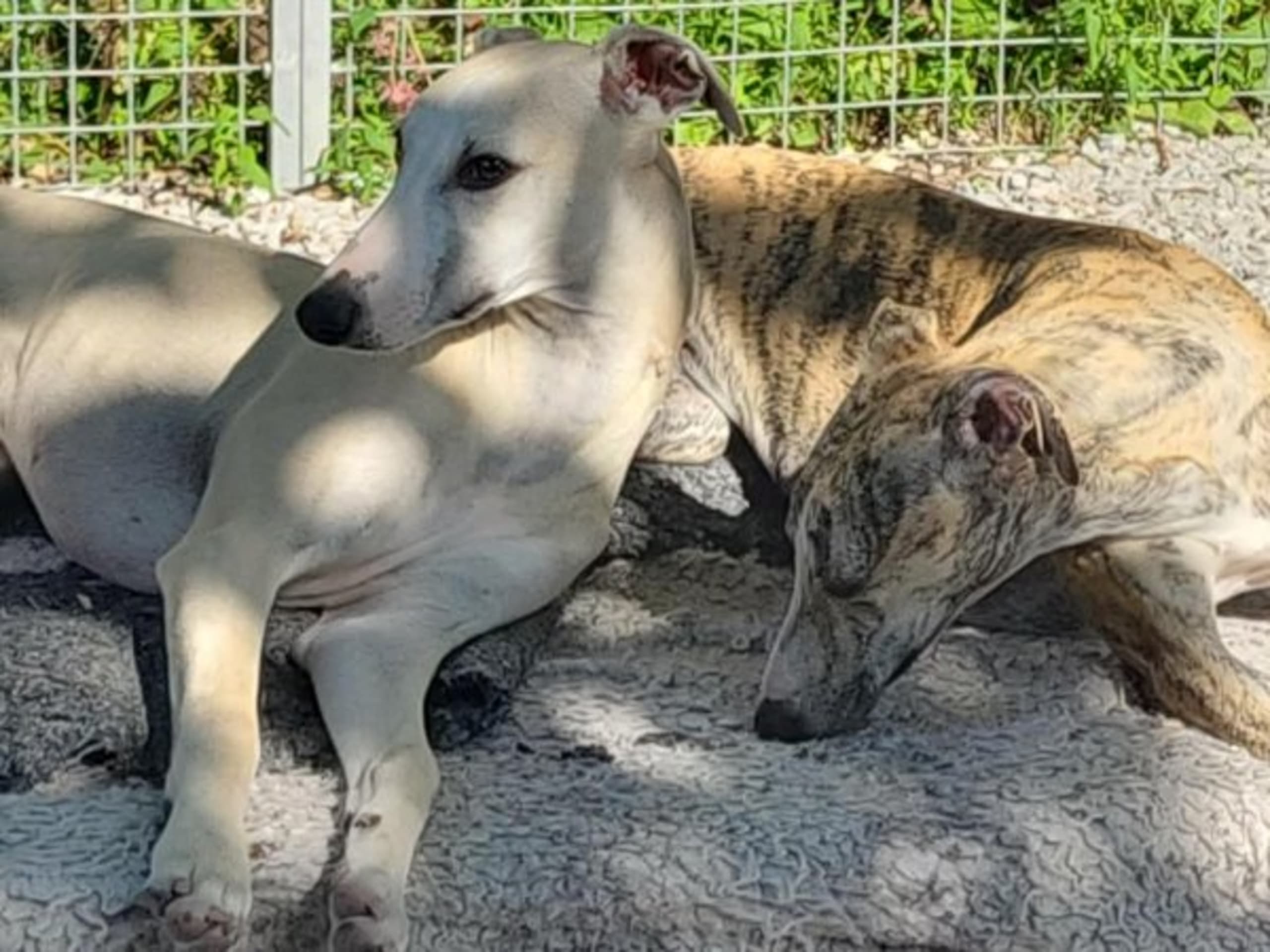 Whippet · Stånga · Undimoon