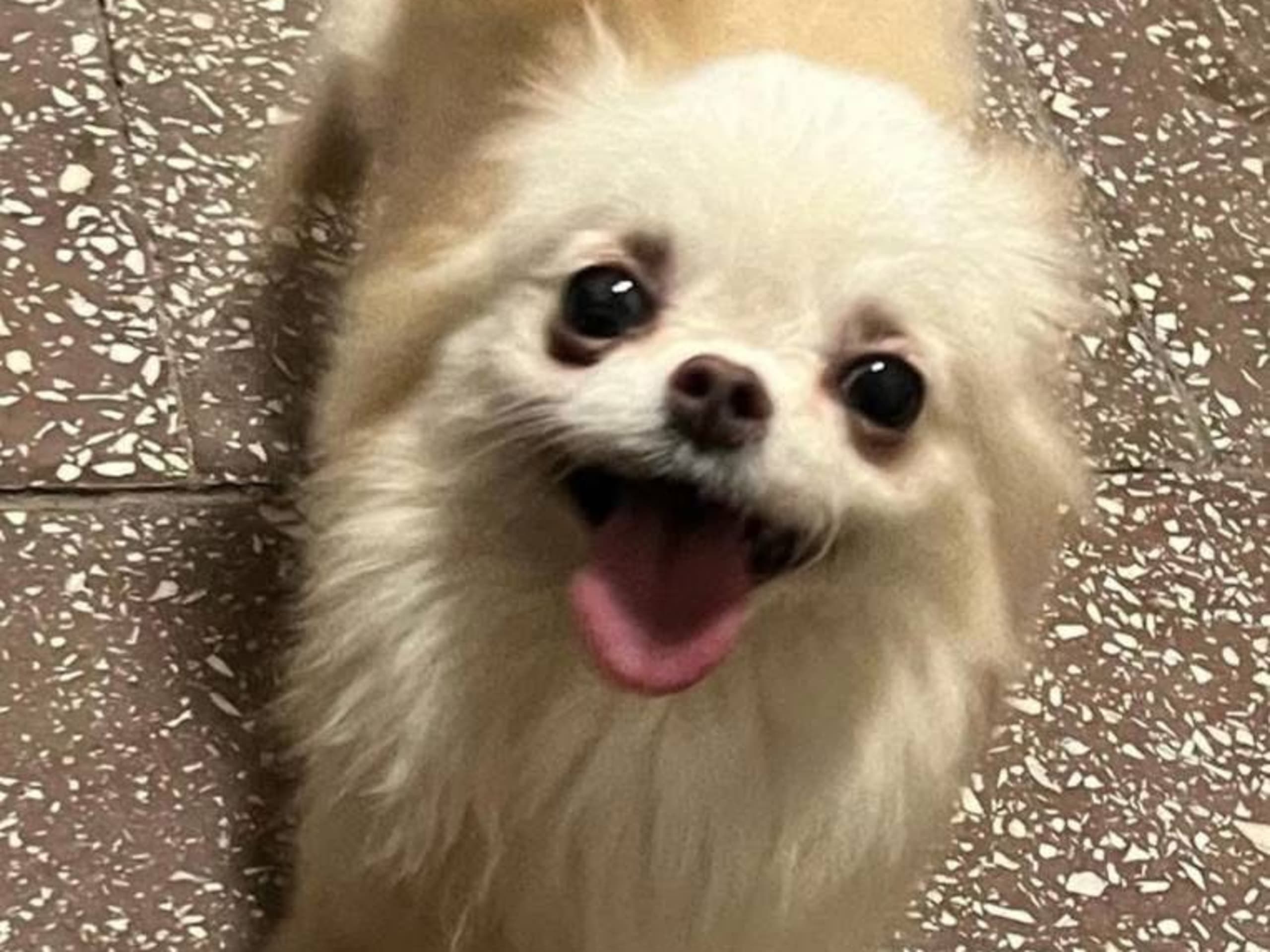 Chihuahua, långhårig · Tyresö · Sweettofie