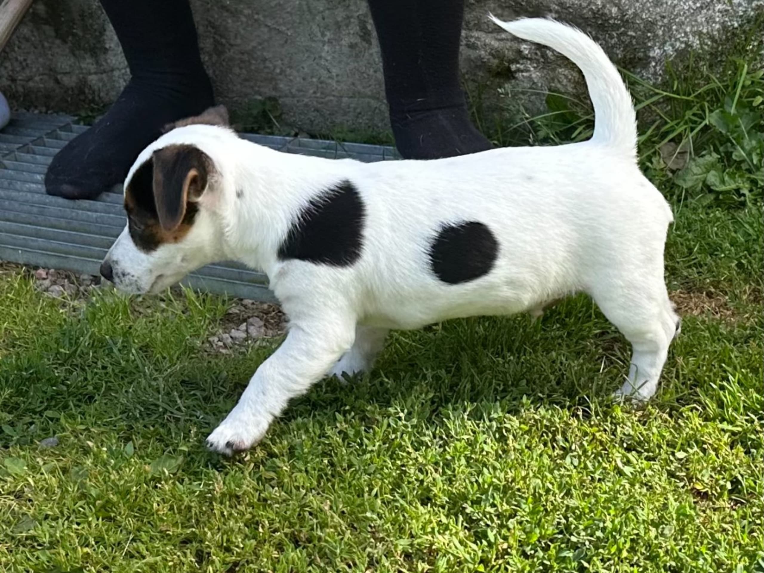 Jack Russell terrier · Knivsta · Limelight Kennels