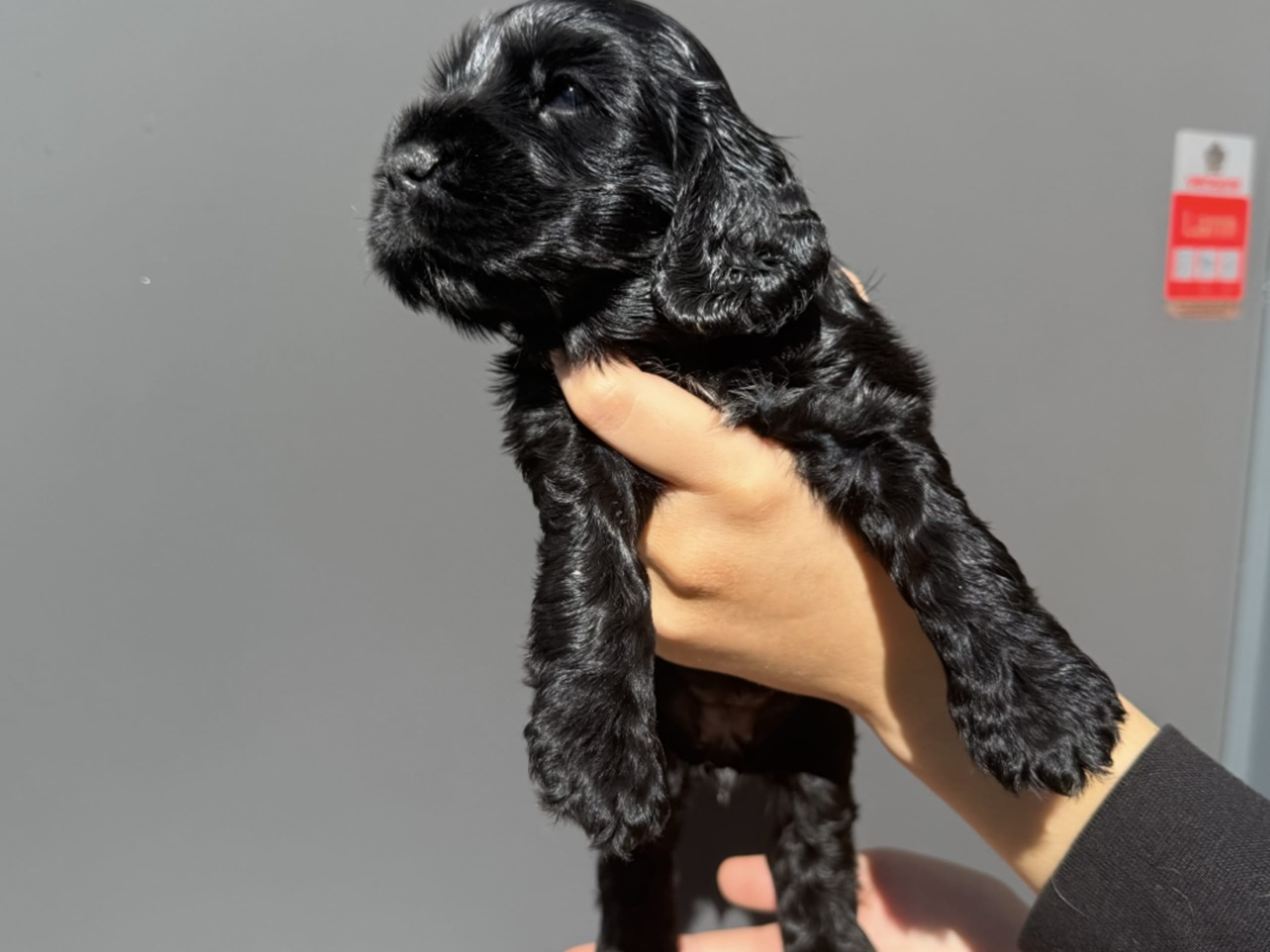 Cocker spaniel · Helsingborg · Sofie F.