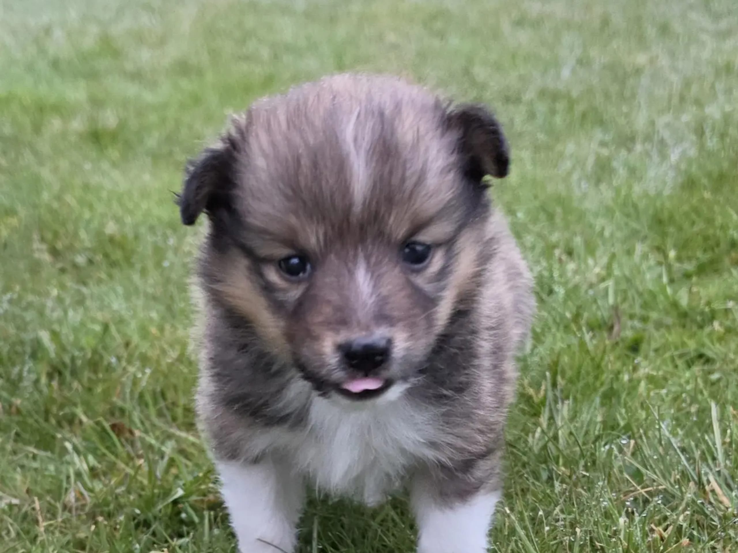 Shetland sheepdog · Finsland · Malene Stordahl