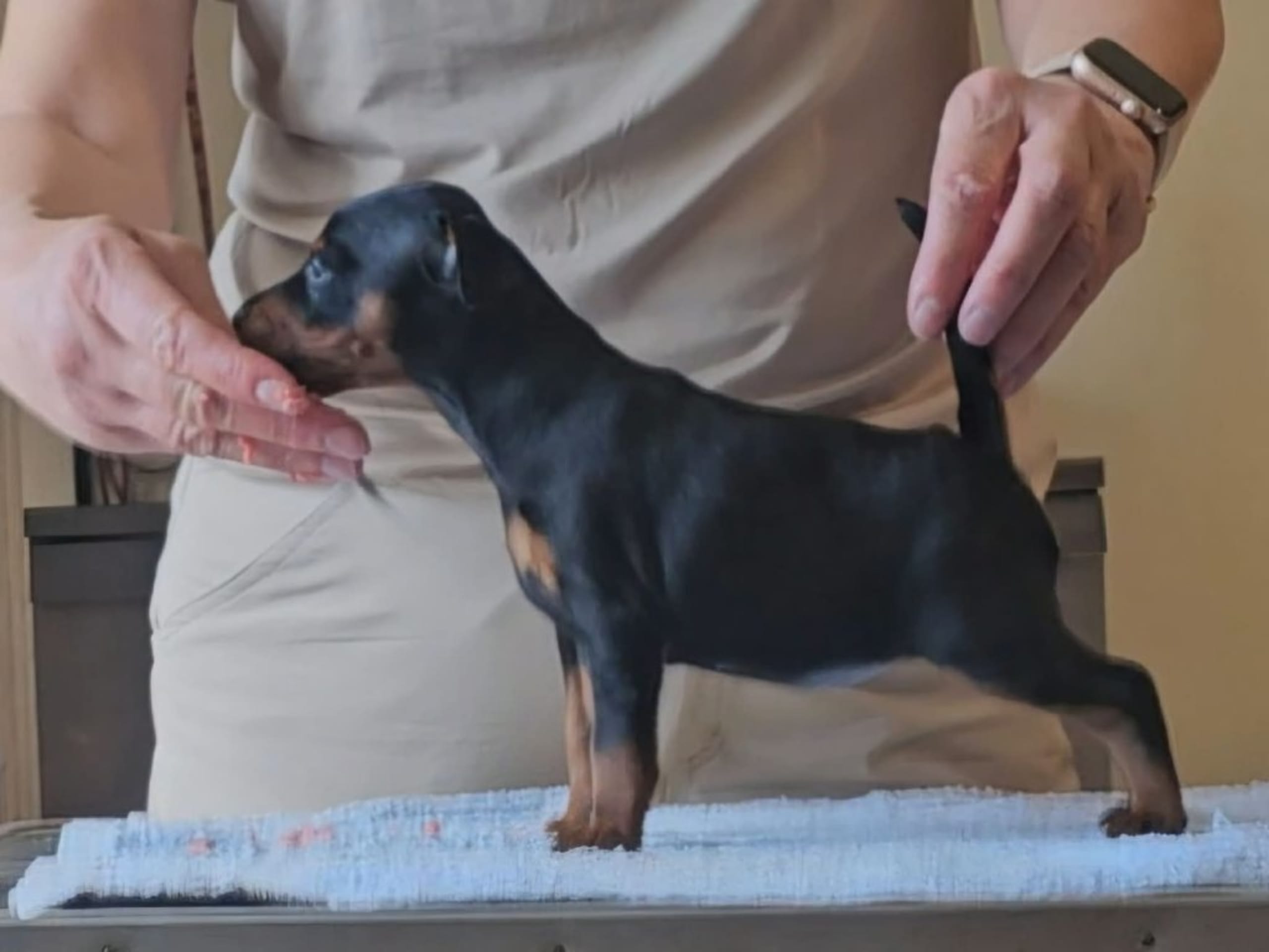 Miniature Pinscher · Linköping · Love Cox's