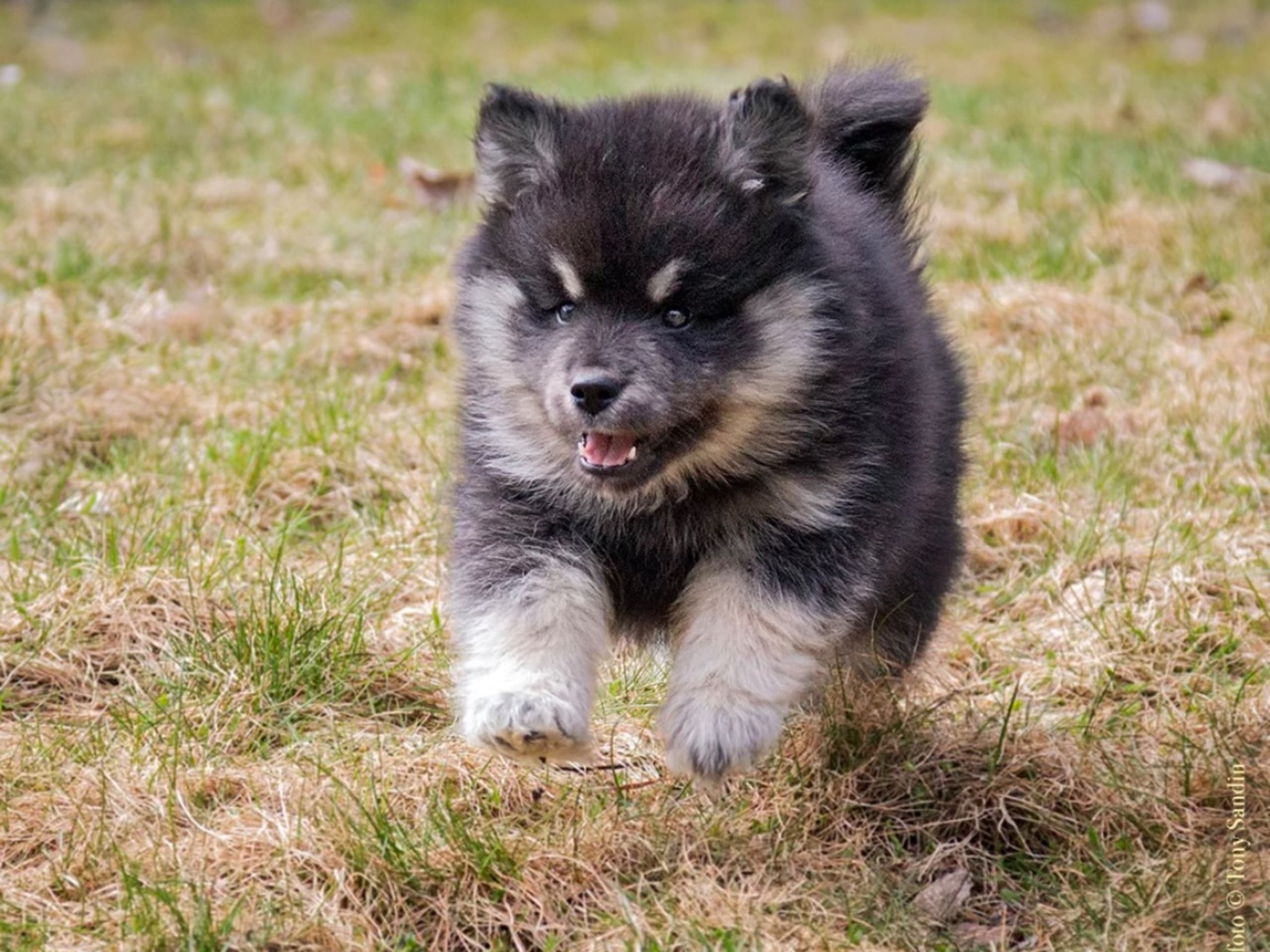 Finnish Lapphund · Sorunda · Samerajerna’s kennel