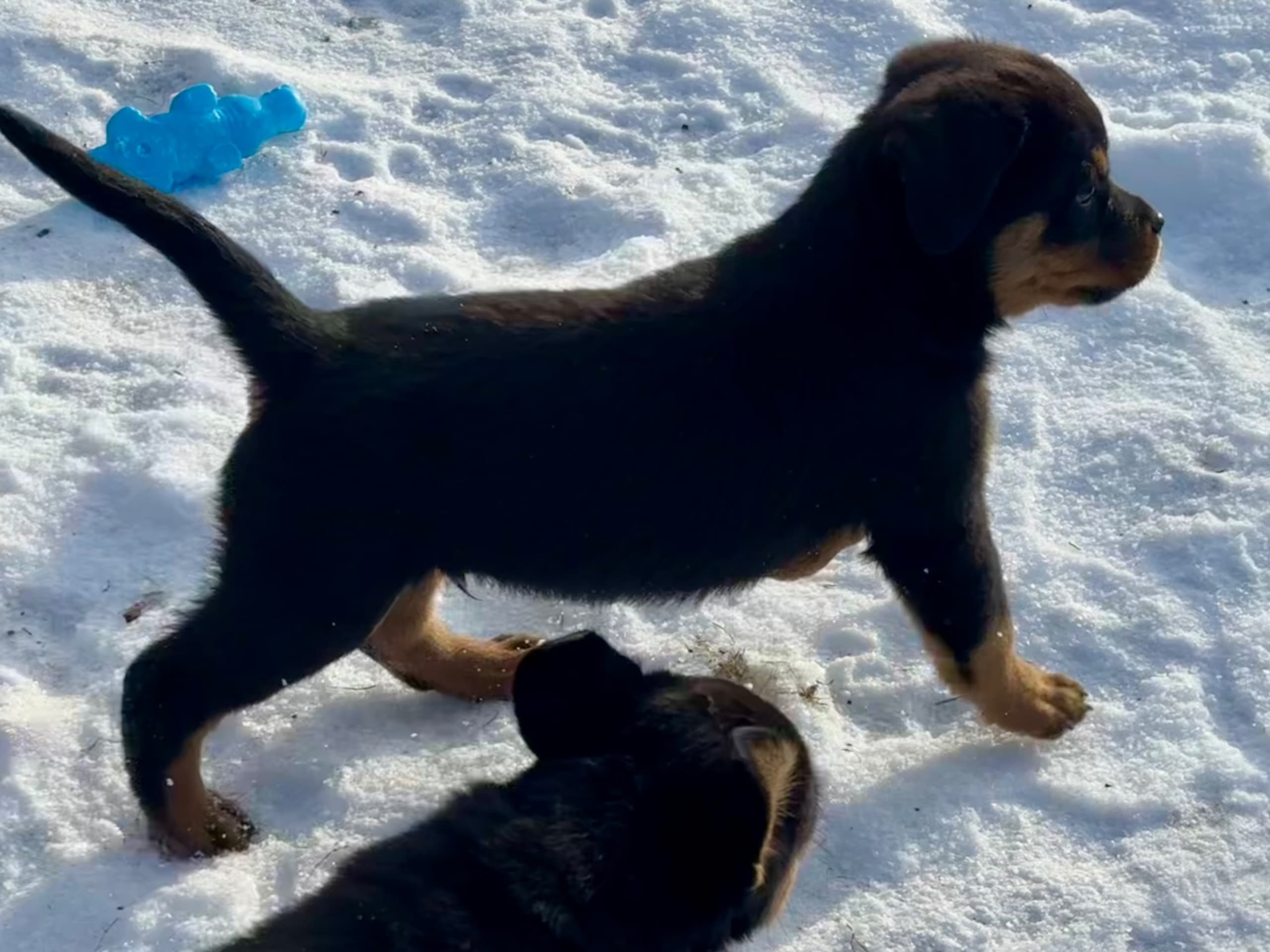 Rottweiler · Frövi · Kennel Tapto's