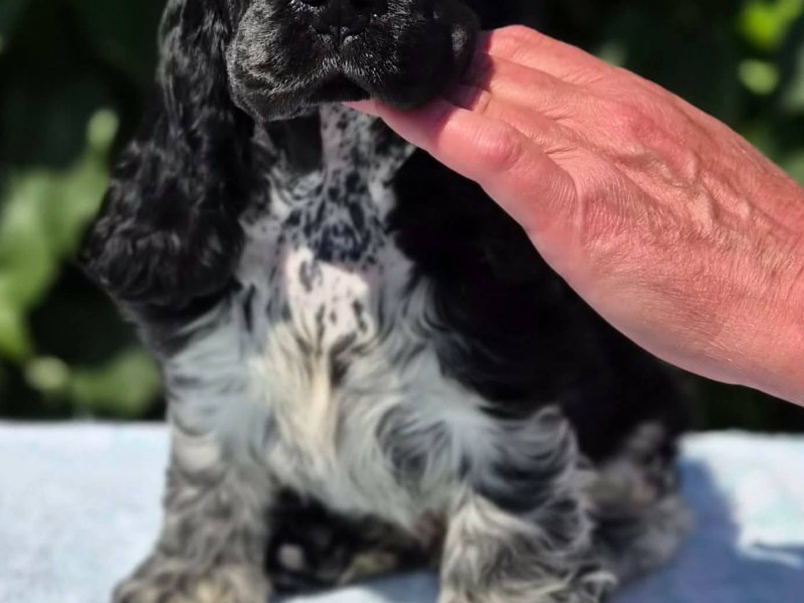 Cocker spaniel