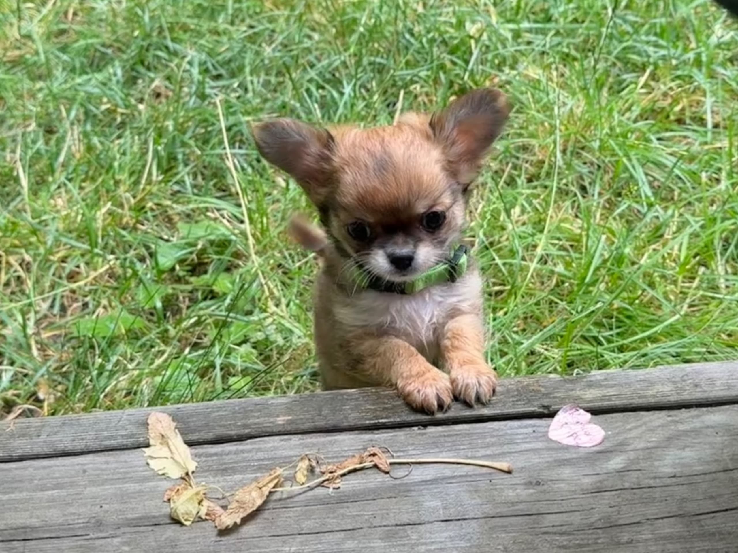Chihuahua · Sundbyberg · Chizabella