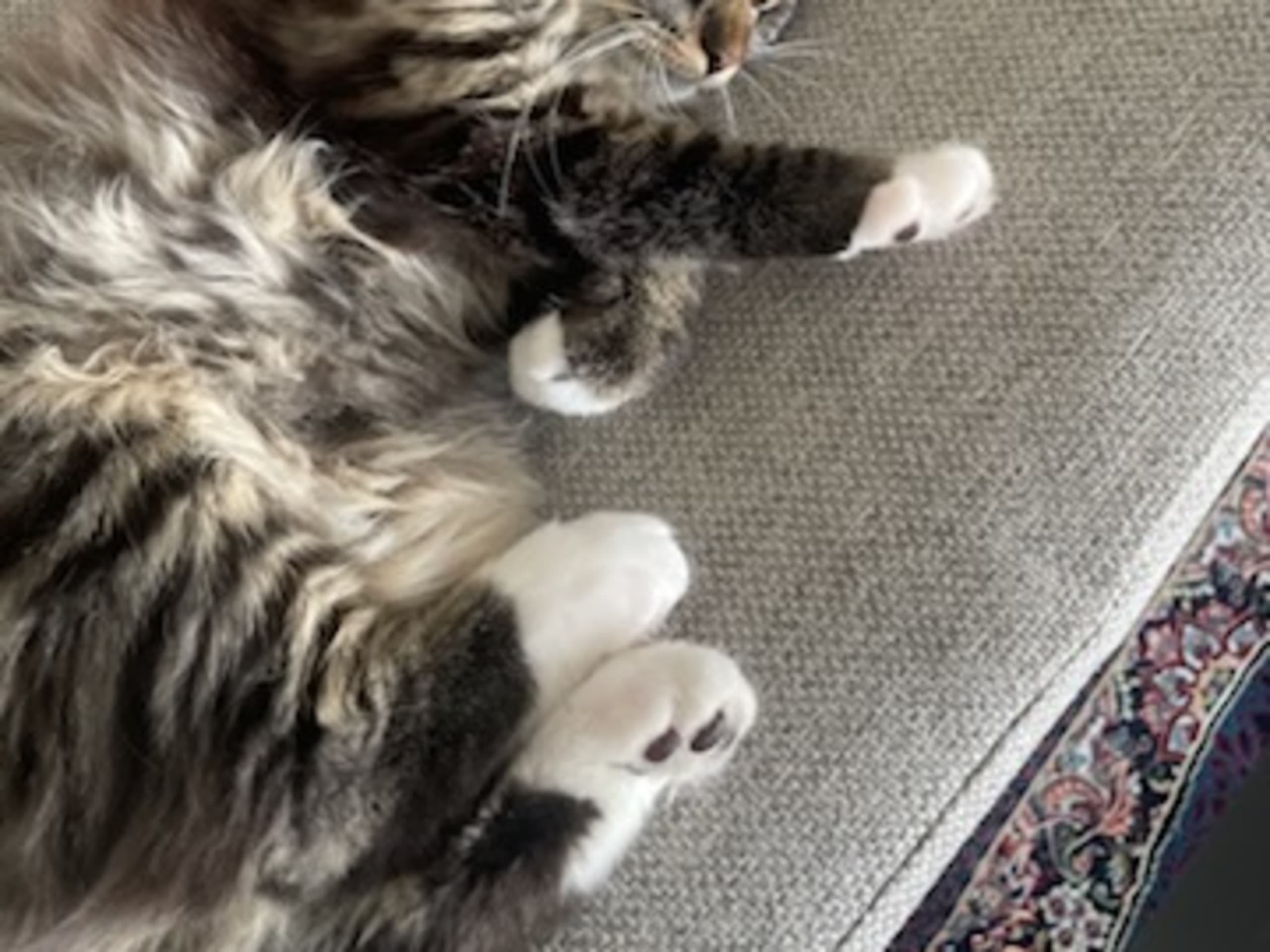 Norwegian Forest · Slattum · Siyahmoui J.