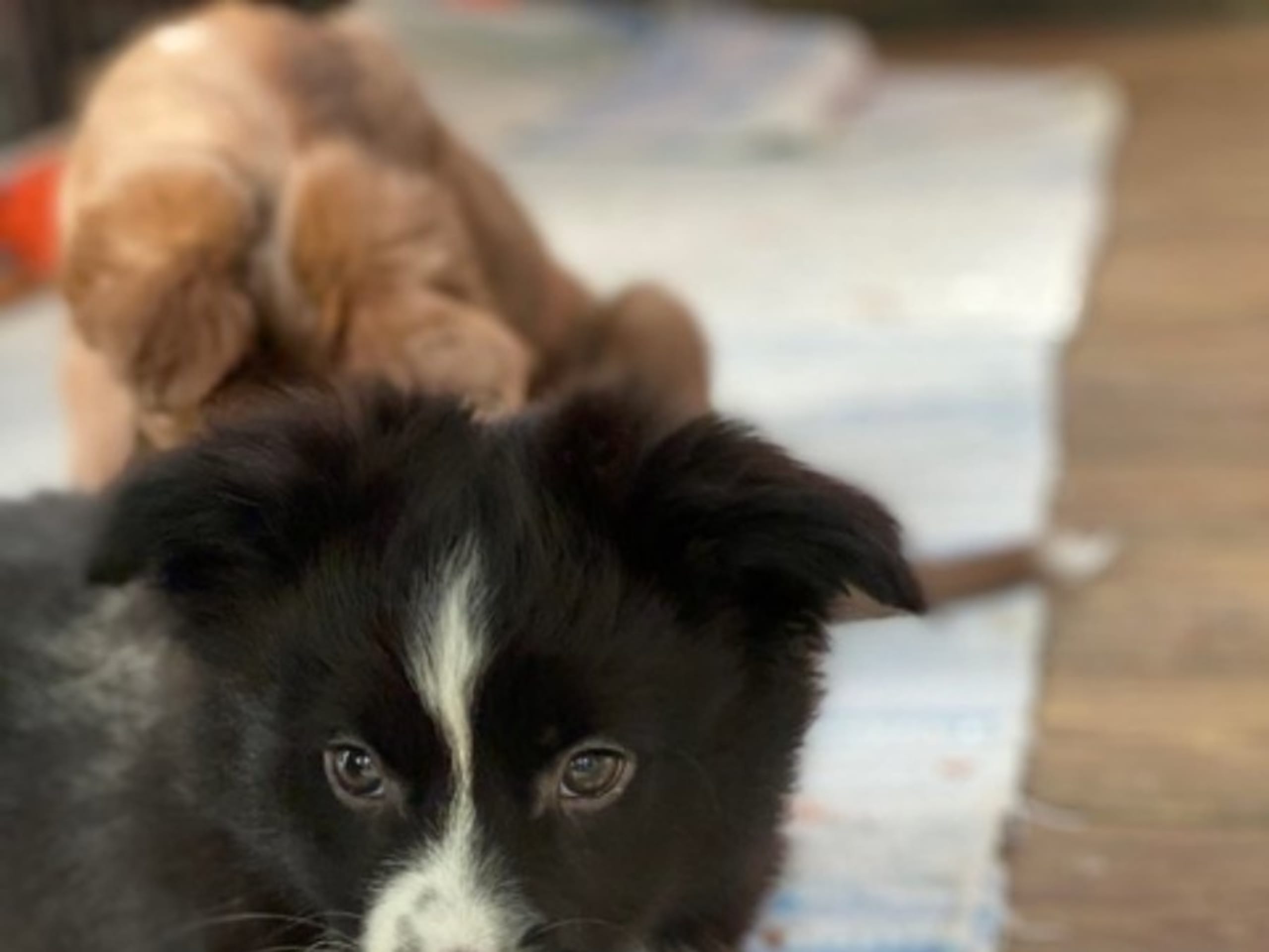 Miniature american shepherd · Skepplanda · Sagolika Mas