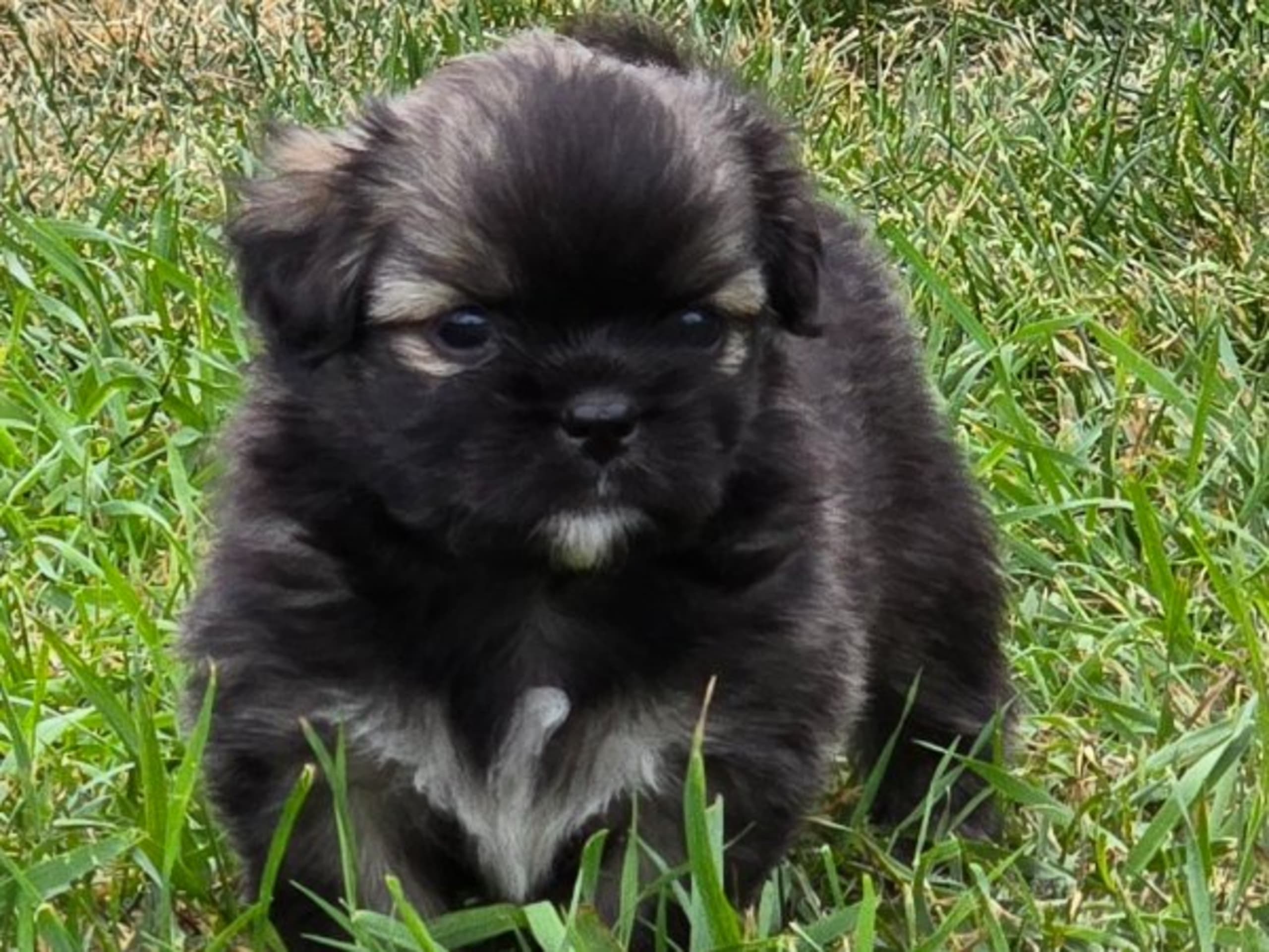 Tibetansk spaniel · Hästveda · Schilleshof's