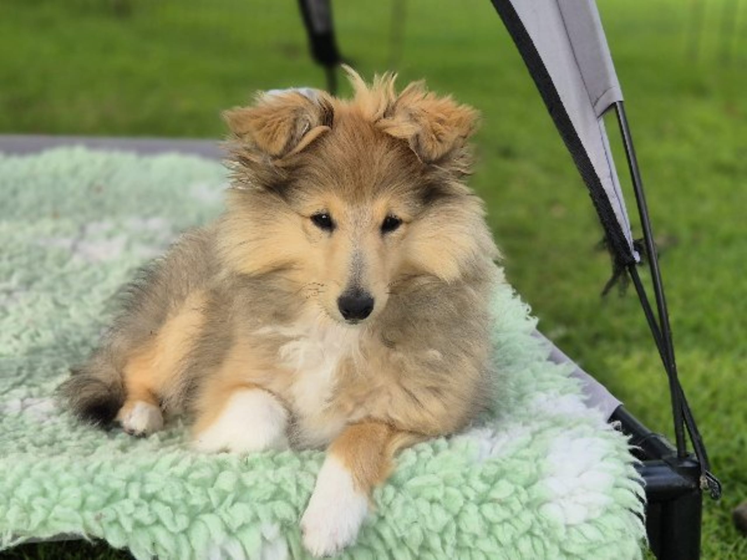 Shetland Sheepdog · Brunflo · Milward