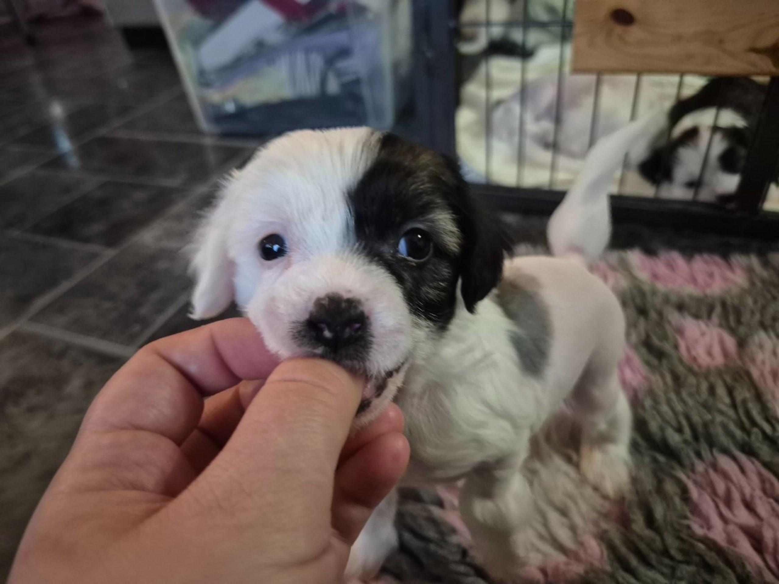 Chinese Crested Dog · Aneby · Sagolis