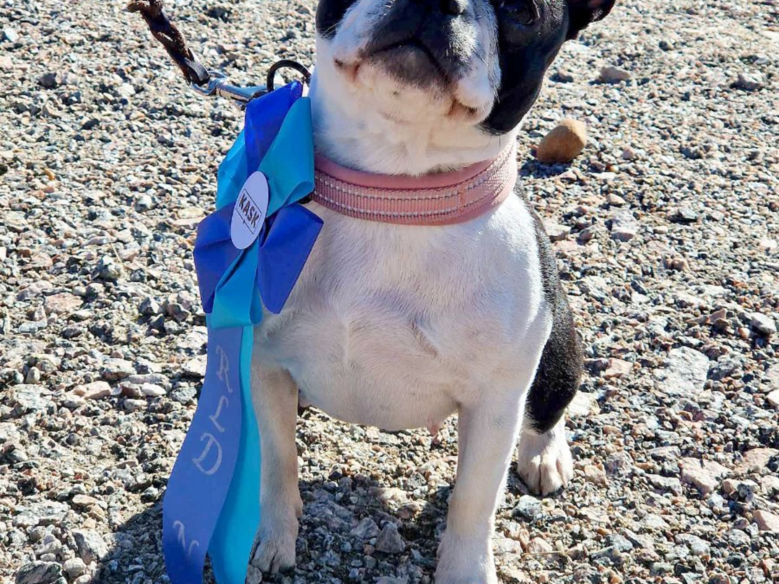 Bostonterrier · Degerfors · Chandis