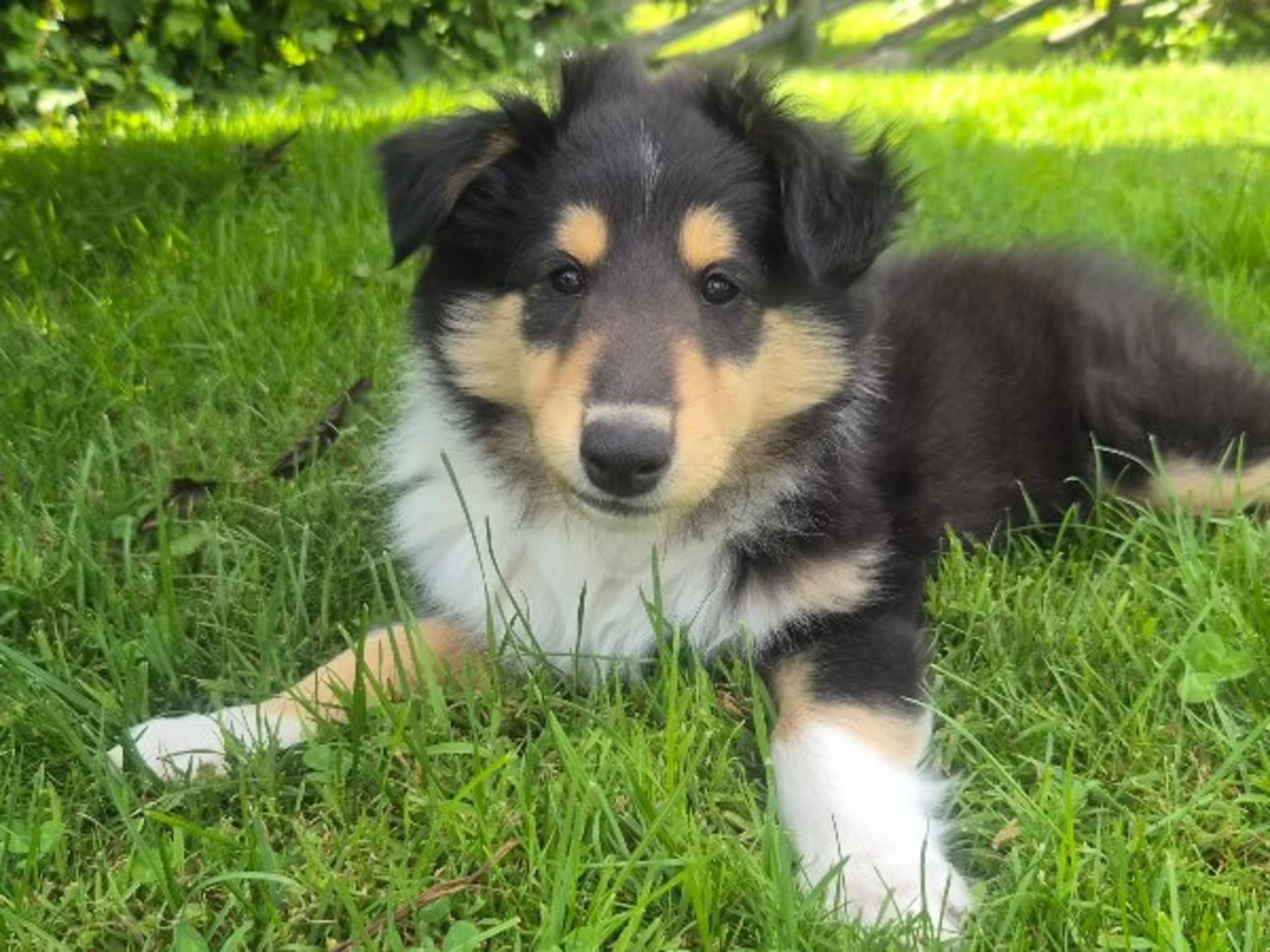 Collie · Kvibille · Damaianus
