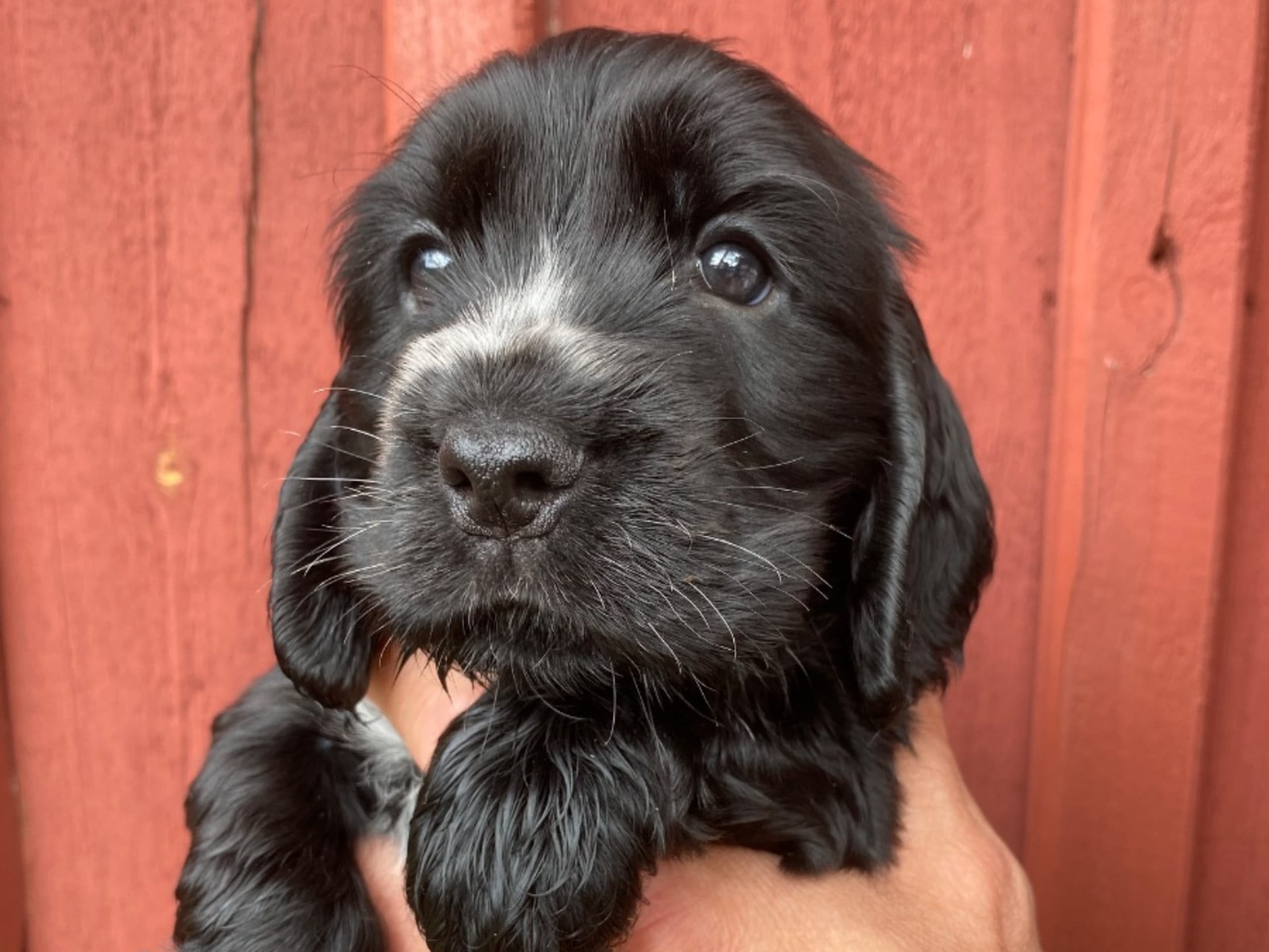 Cocker spaniel
