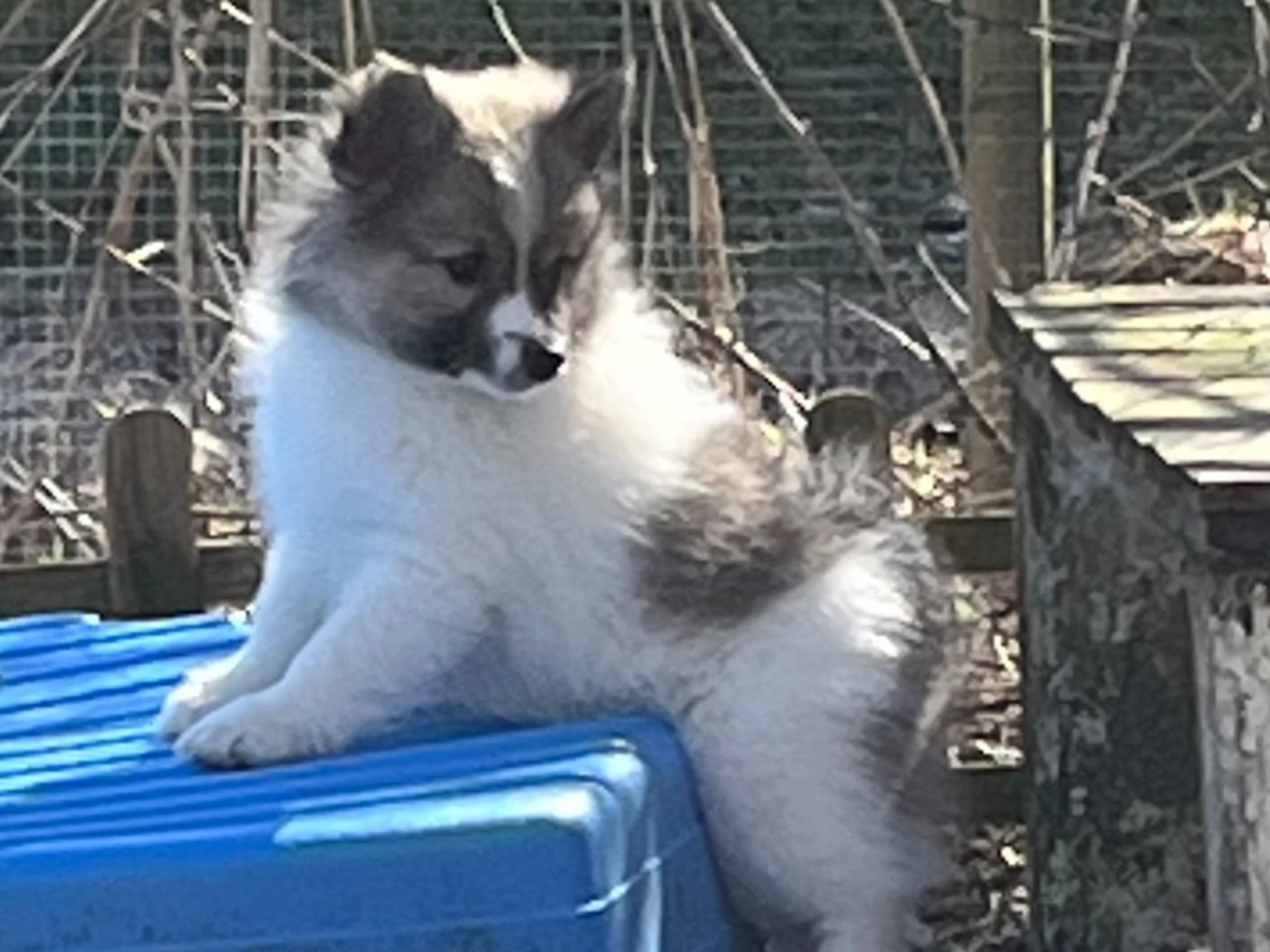 German Spitz – Mittelspitz · Storfors · Vallgårdens