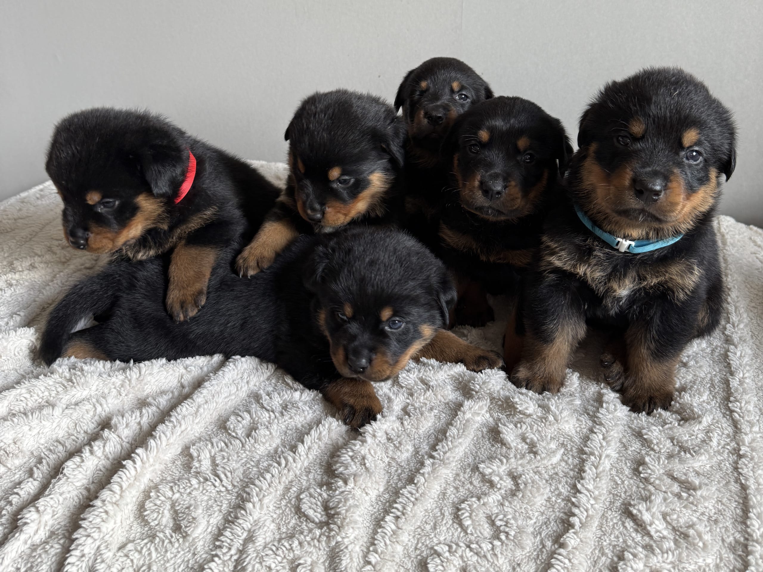 Rottweiler/American Bully XL · Gärsnäs · Helena