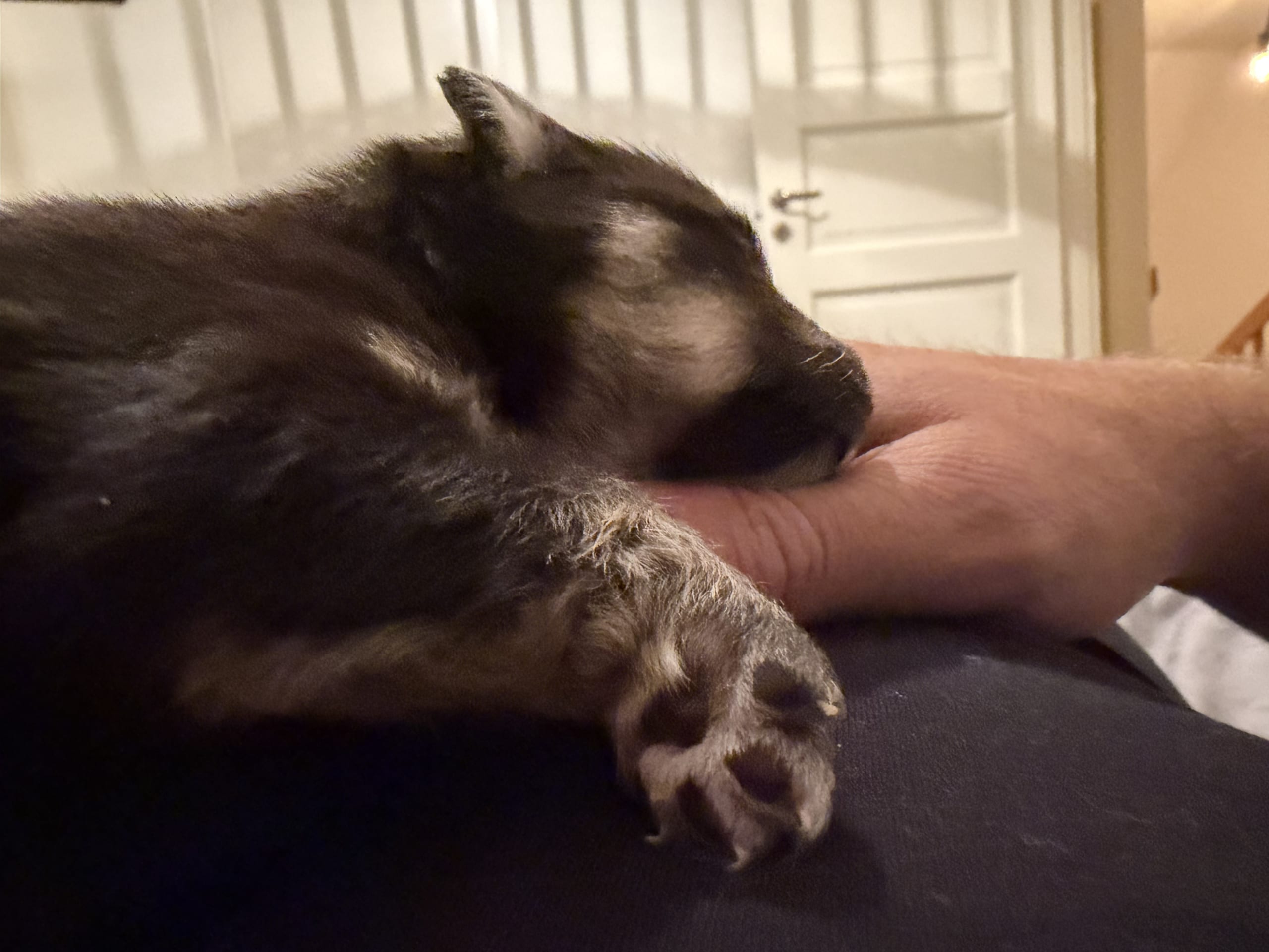 Finsk lapphund · Åby · Finsk lapphund - Angel´s Share