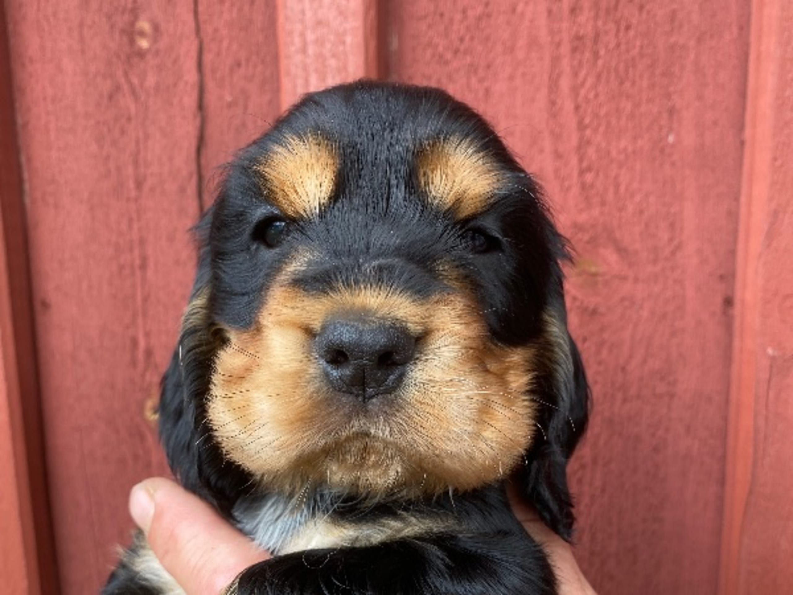 Cocker spaniel