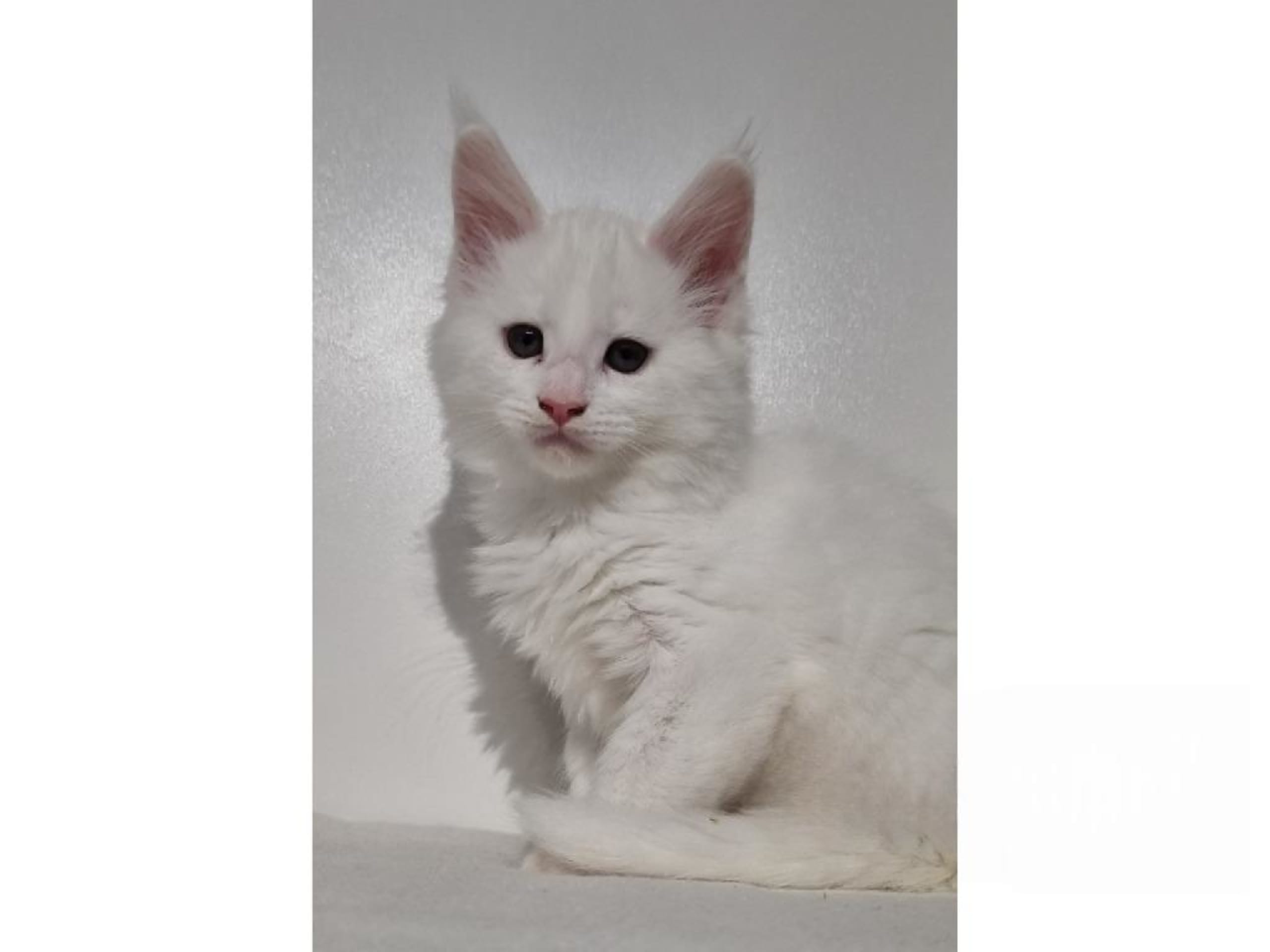 Maine Coon · Rimbo · SE*Healing Paws