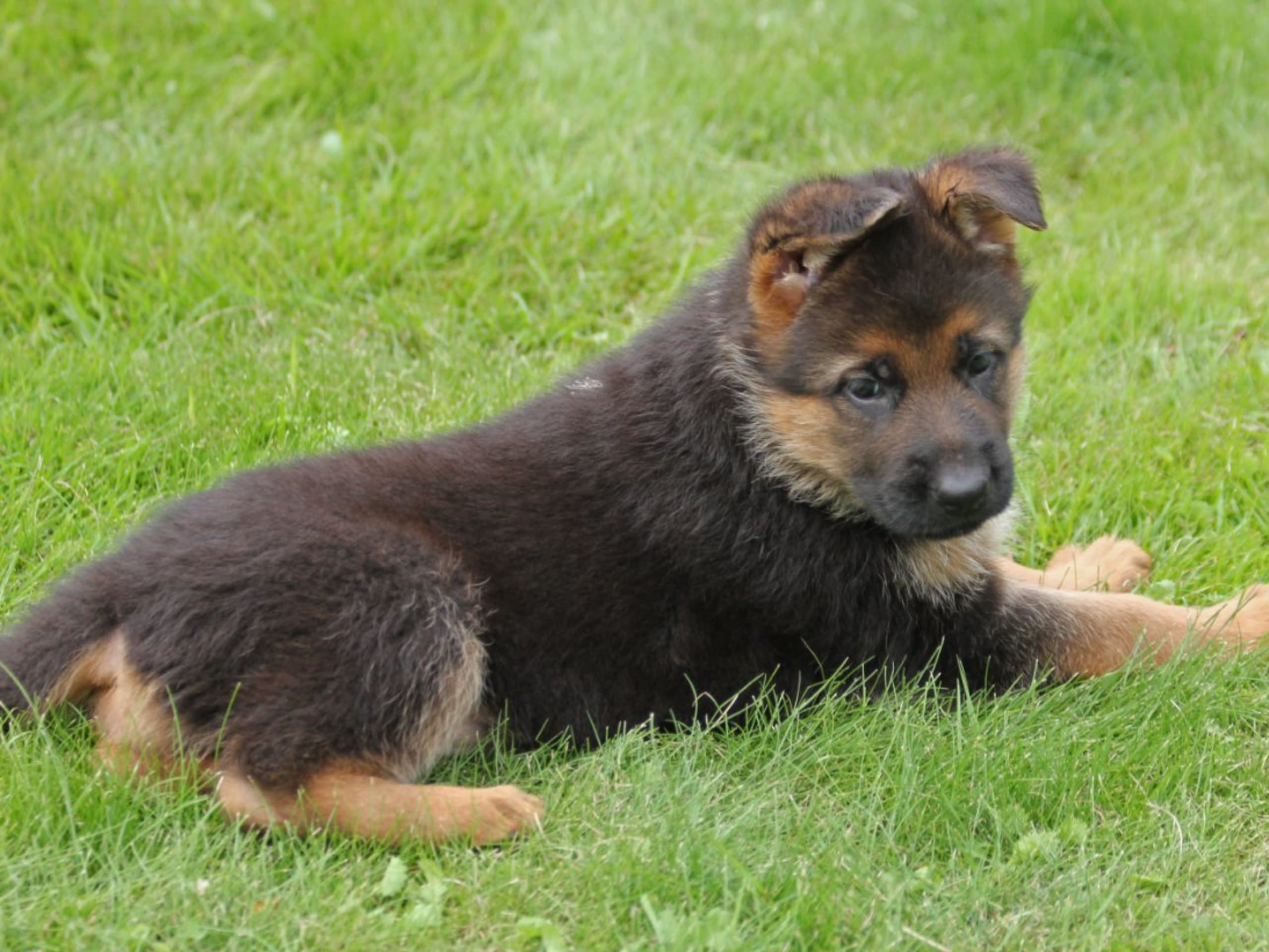 Schæferhund · Töreboda · Crestline's