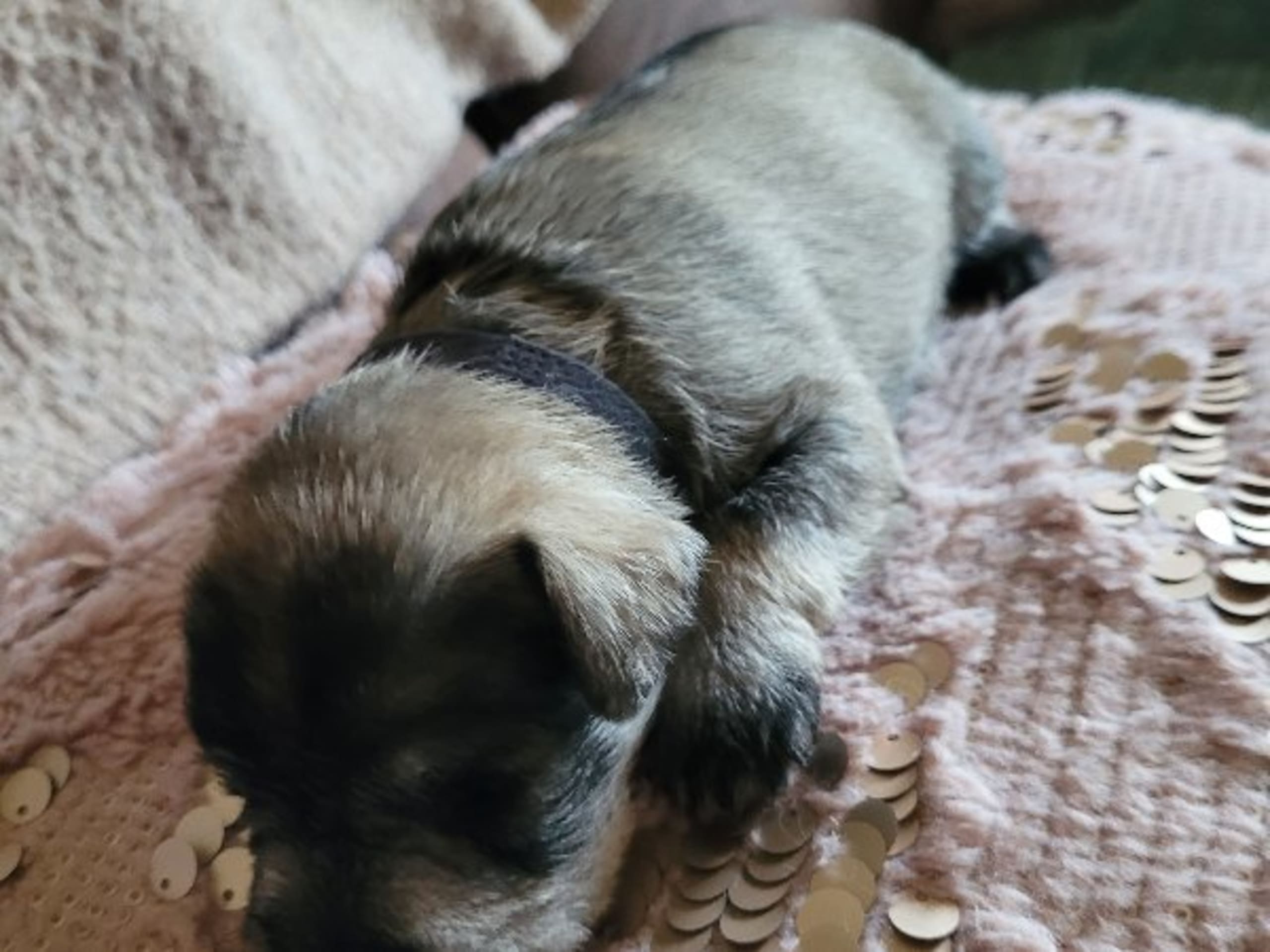 Dværgschnauzer · Vretstorp · Tycke Tassen's