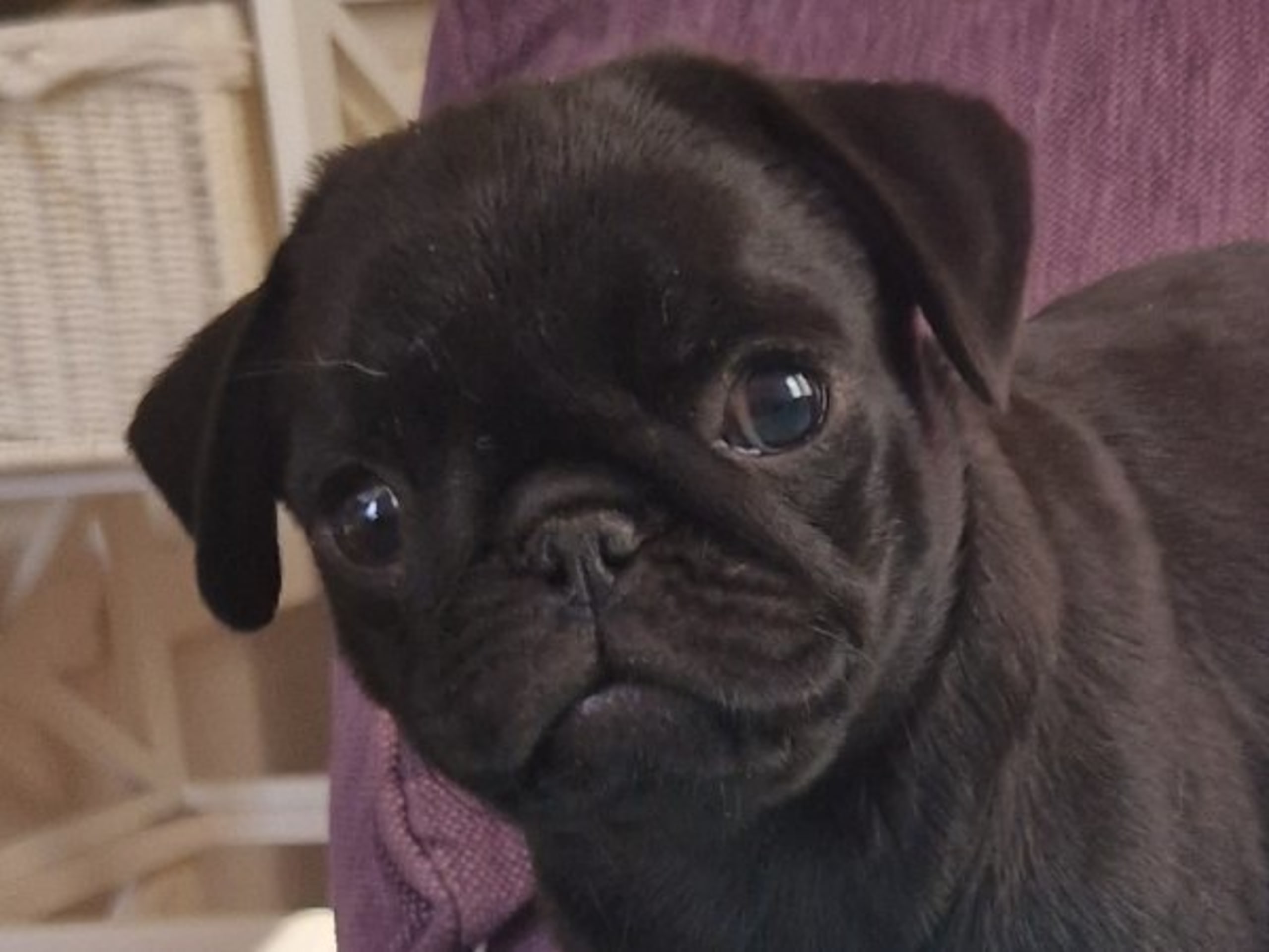 Mops