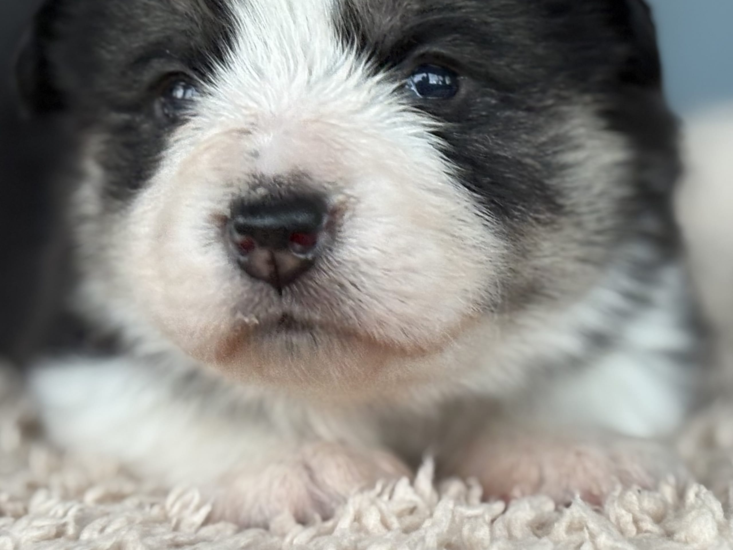 Welsh corgi pembroke · Höör · Jersgården