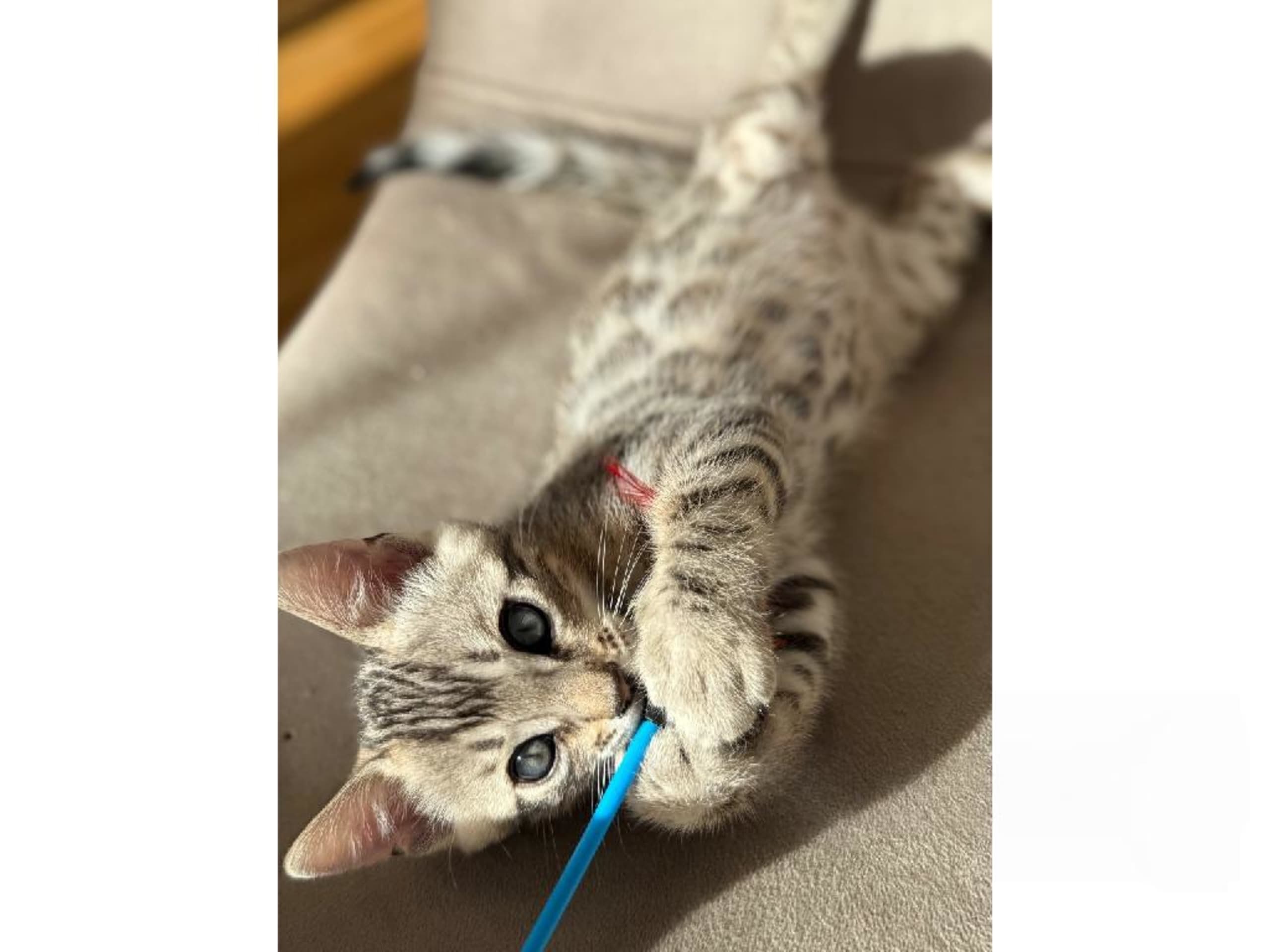 Bengal