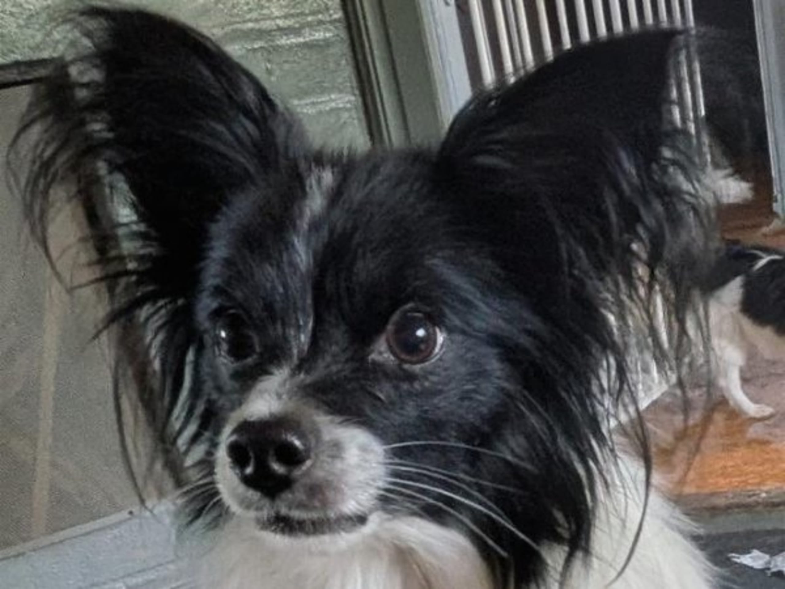 Papillon · Granbergsdal · Skallvrån's