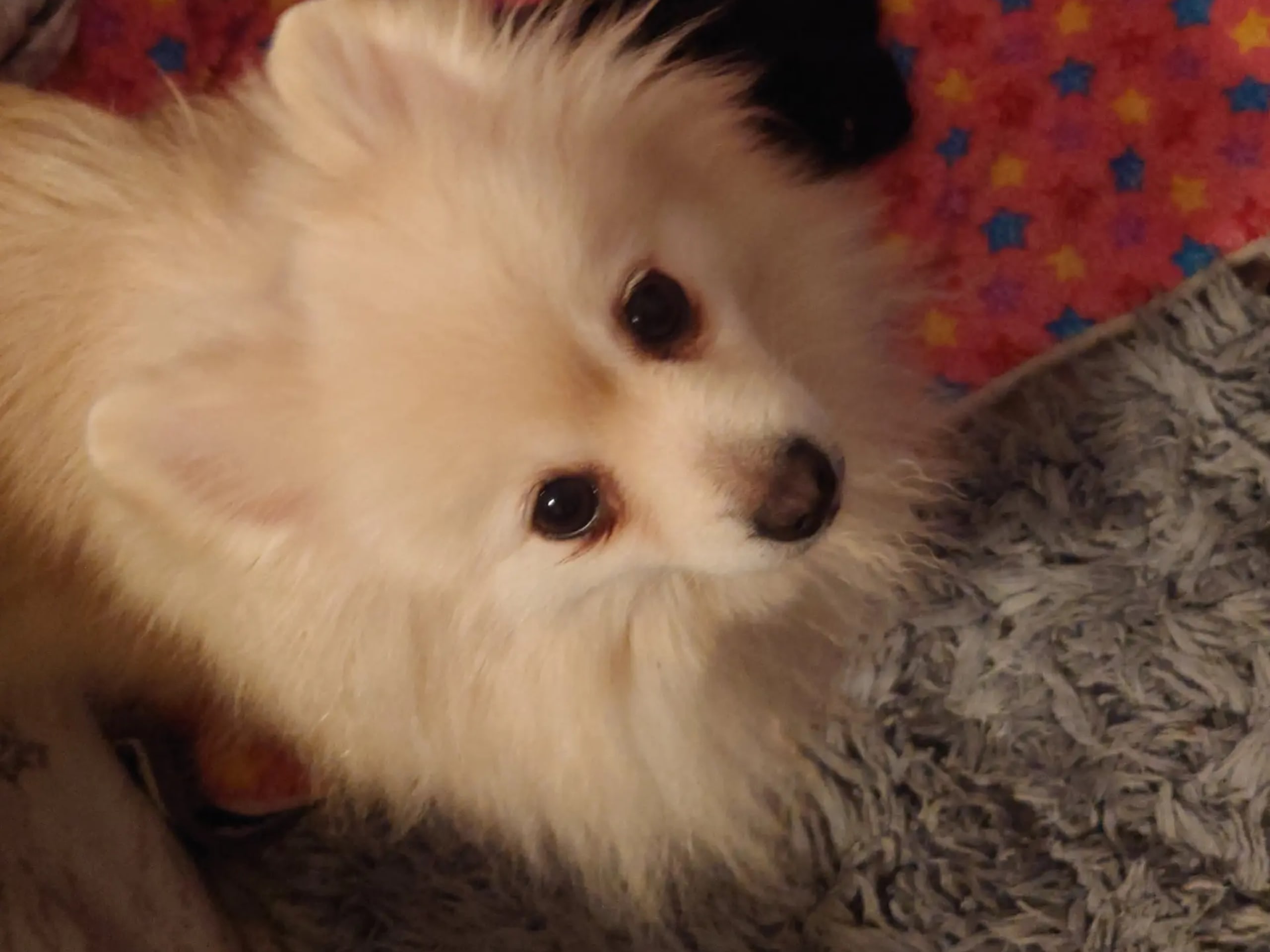 German Spitz – Kleinspitz · Bergen · Kathrine Karlson