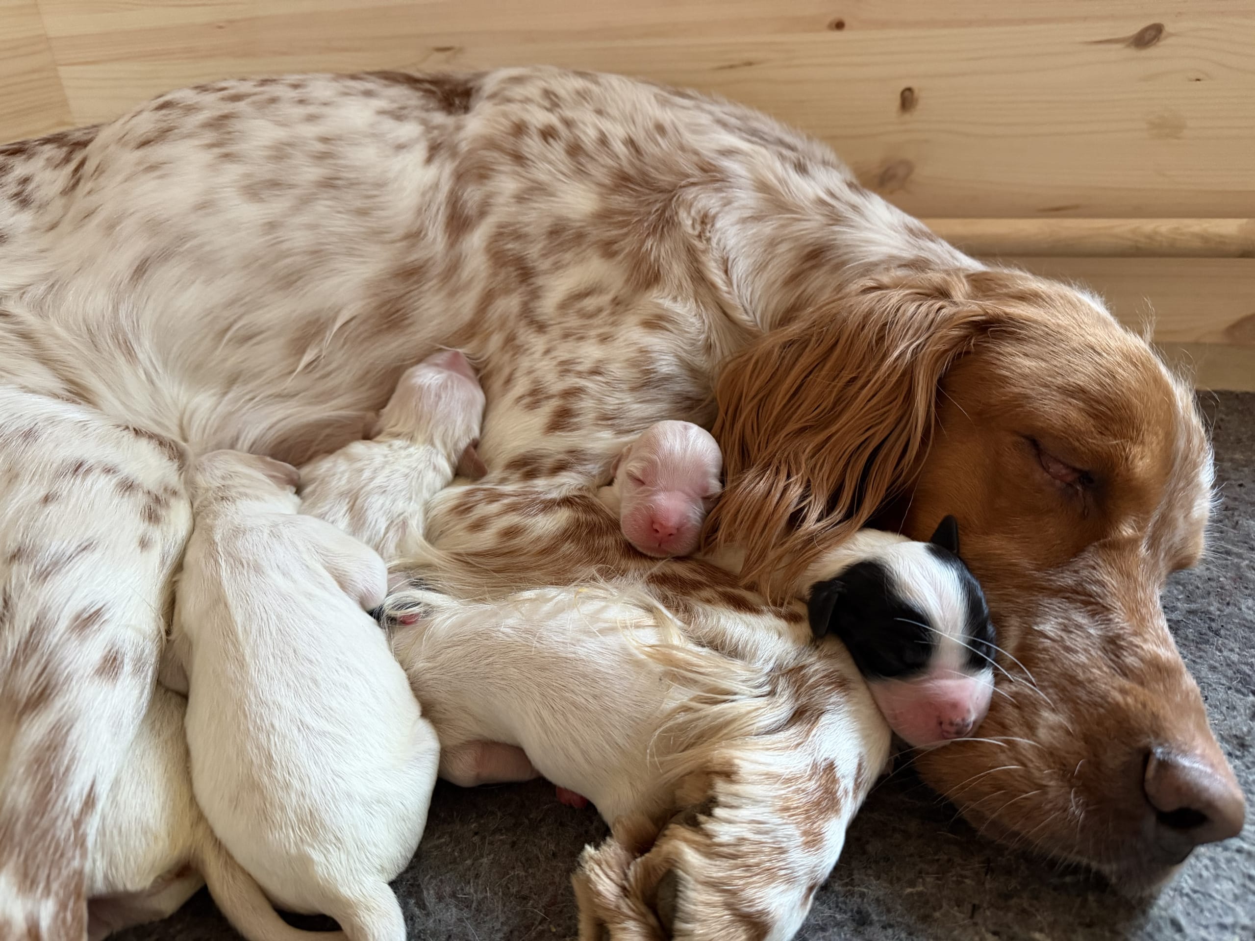 Engelsk setter · Førde · Joachim M.