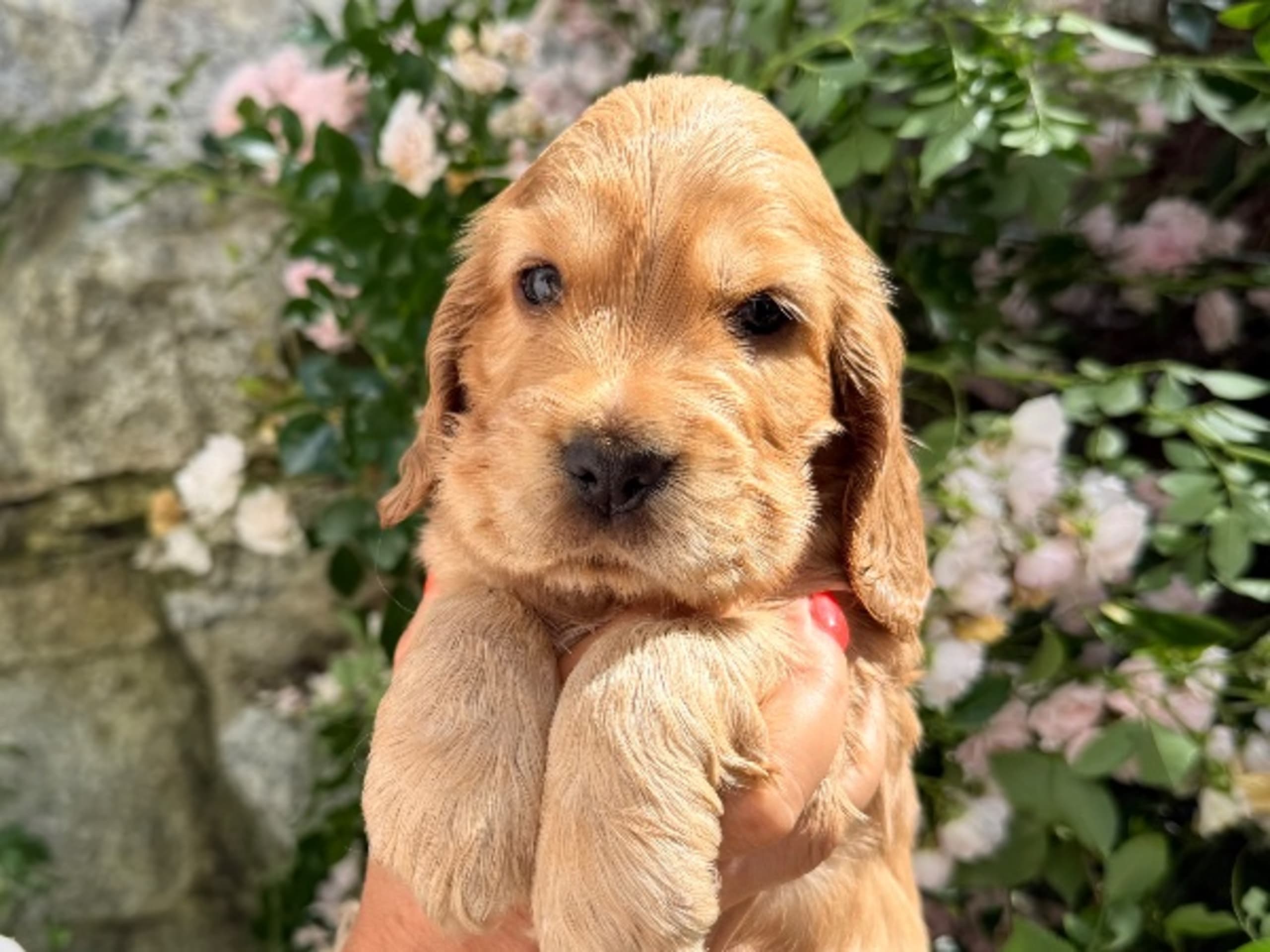 Cocker spaniel · Täby · Giggs