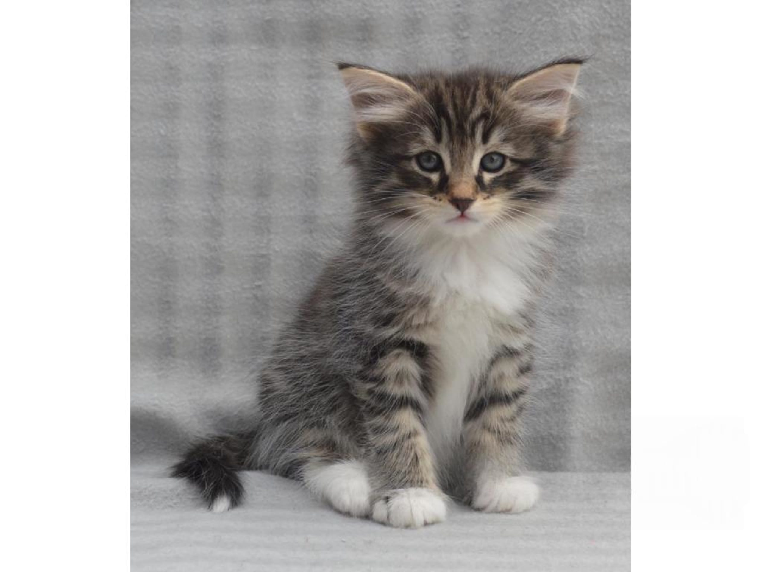 Norsk skogkatt · Falun · S*Ayamara's Norska skogkatter