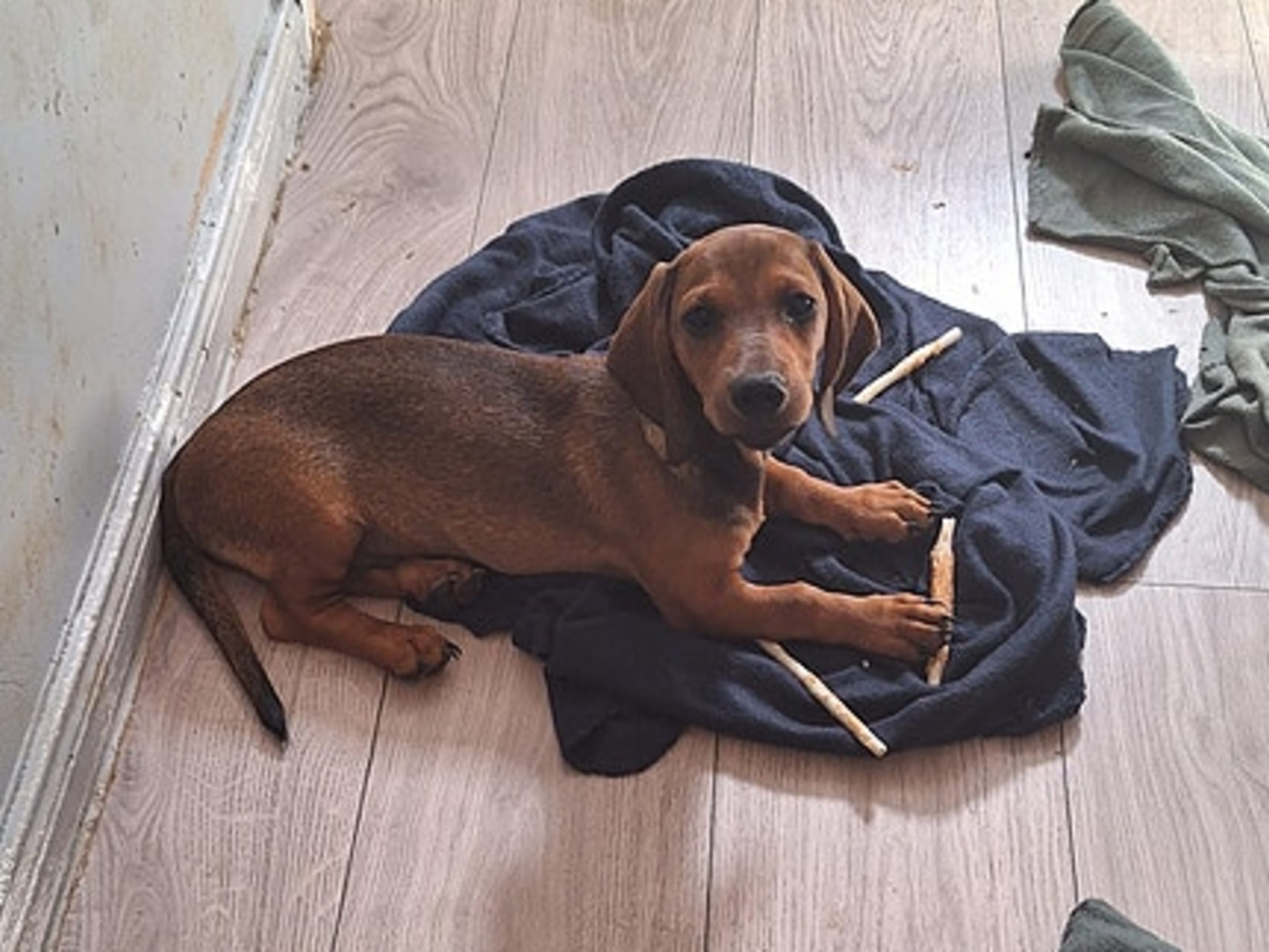 Dachshund · Helle · Rune Rasmussen