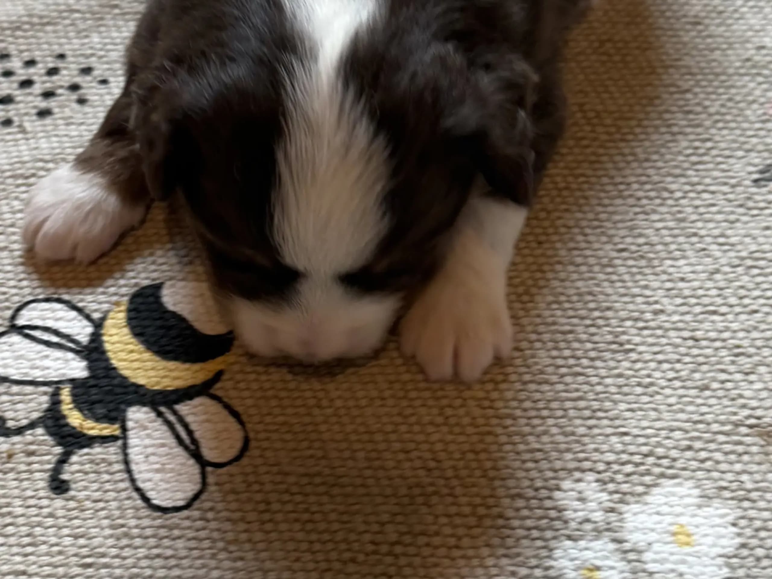 Miniature American Shepherd · Beitstad · Rita Iren Dalberg