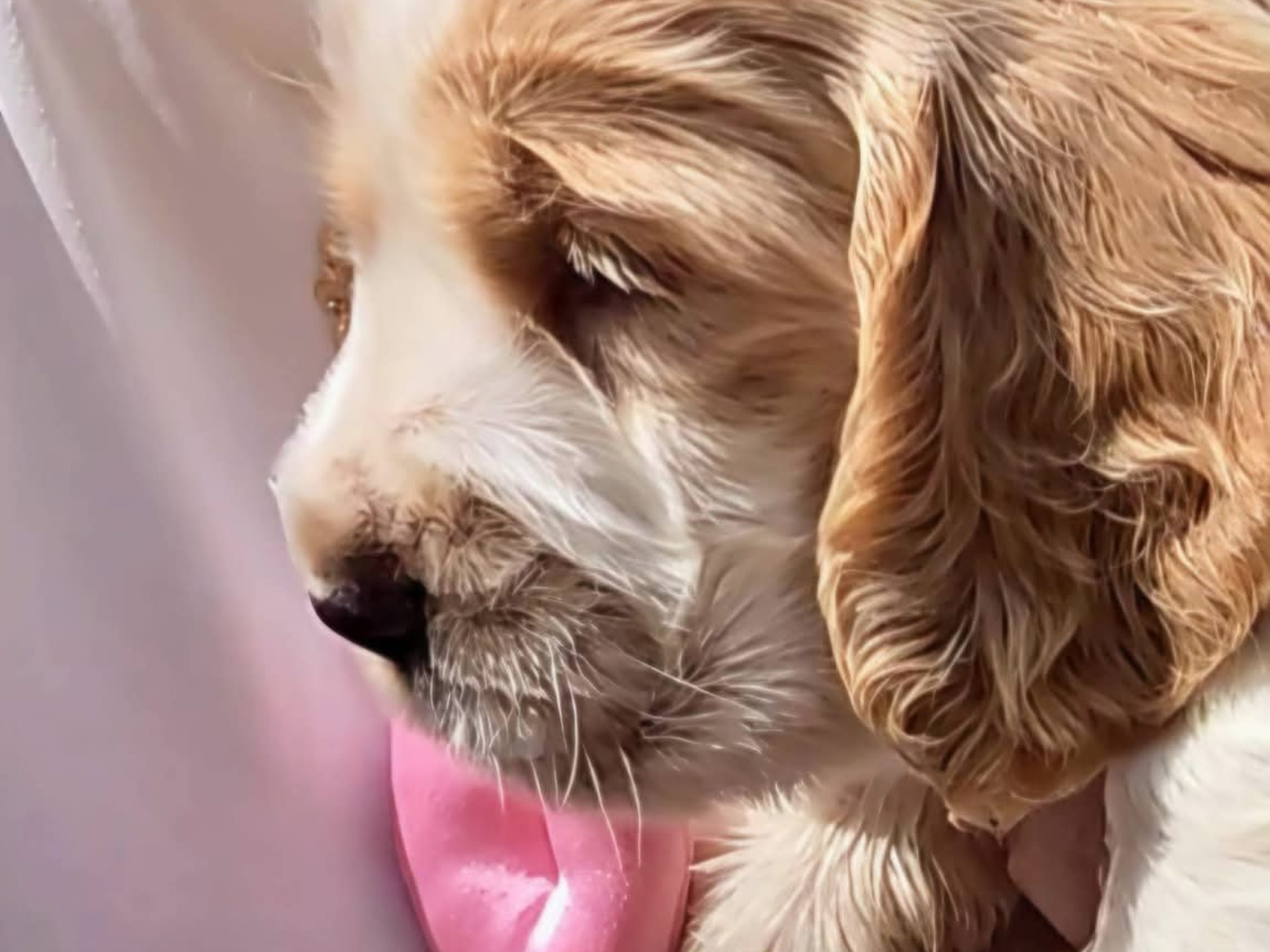 Cocker spaniel · Södertälje · Savanah B.
