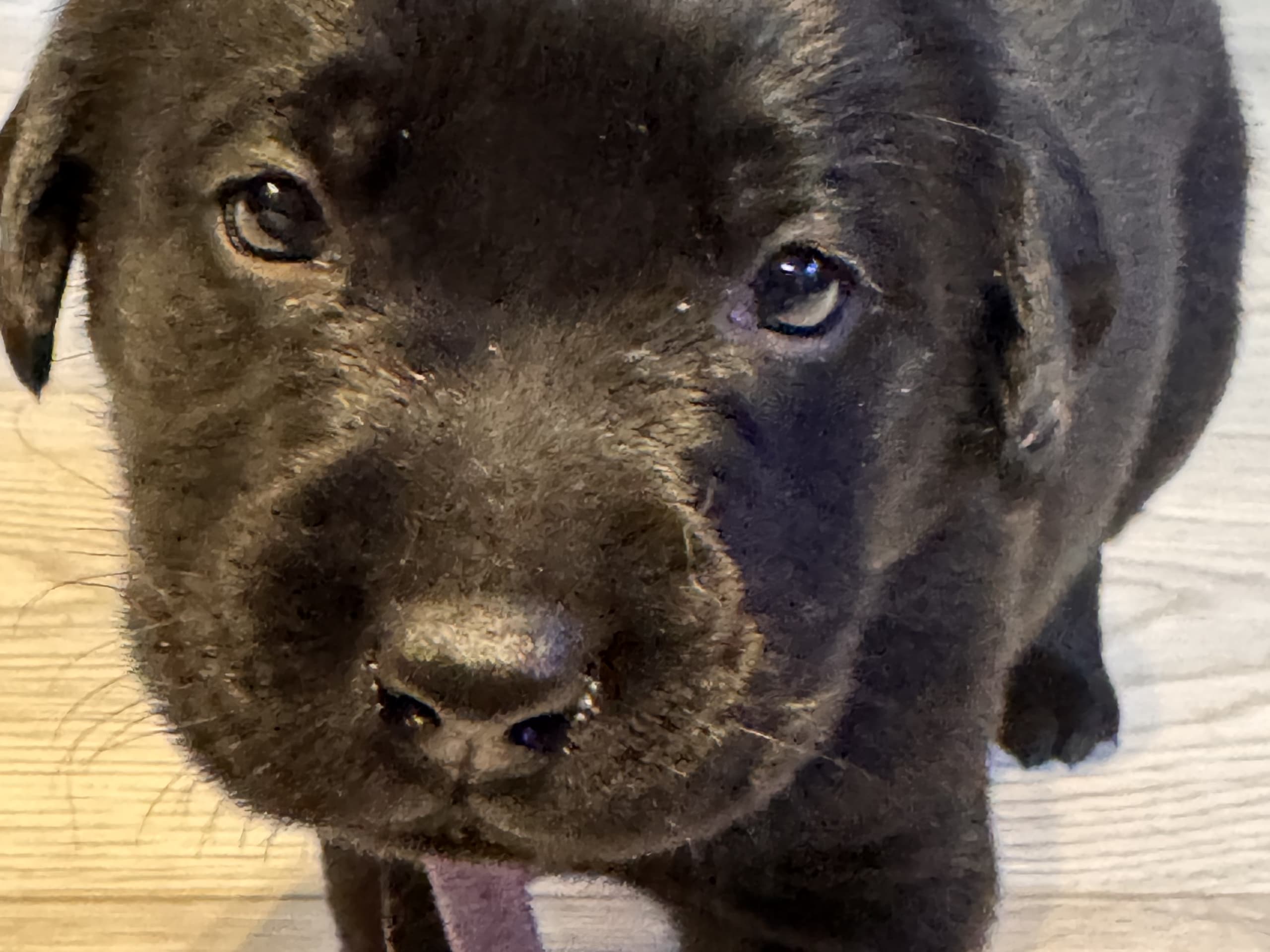 Labrador retriever · Rakkestad · Nina F.