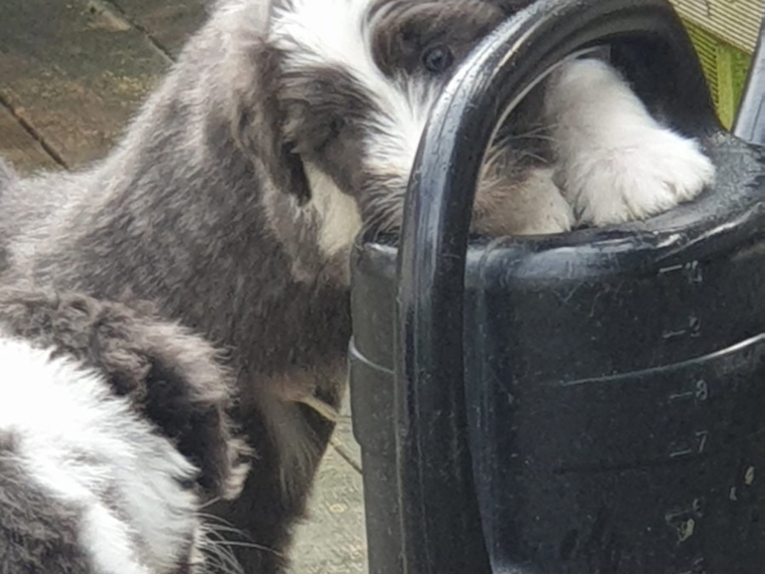 Bearded Collie · Åskloster · Kennel Happy Landing