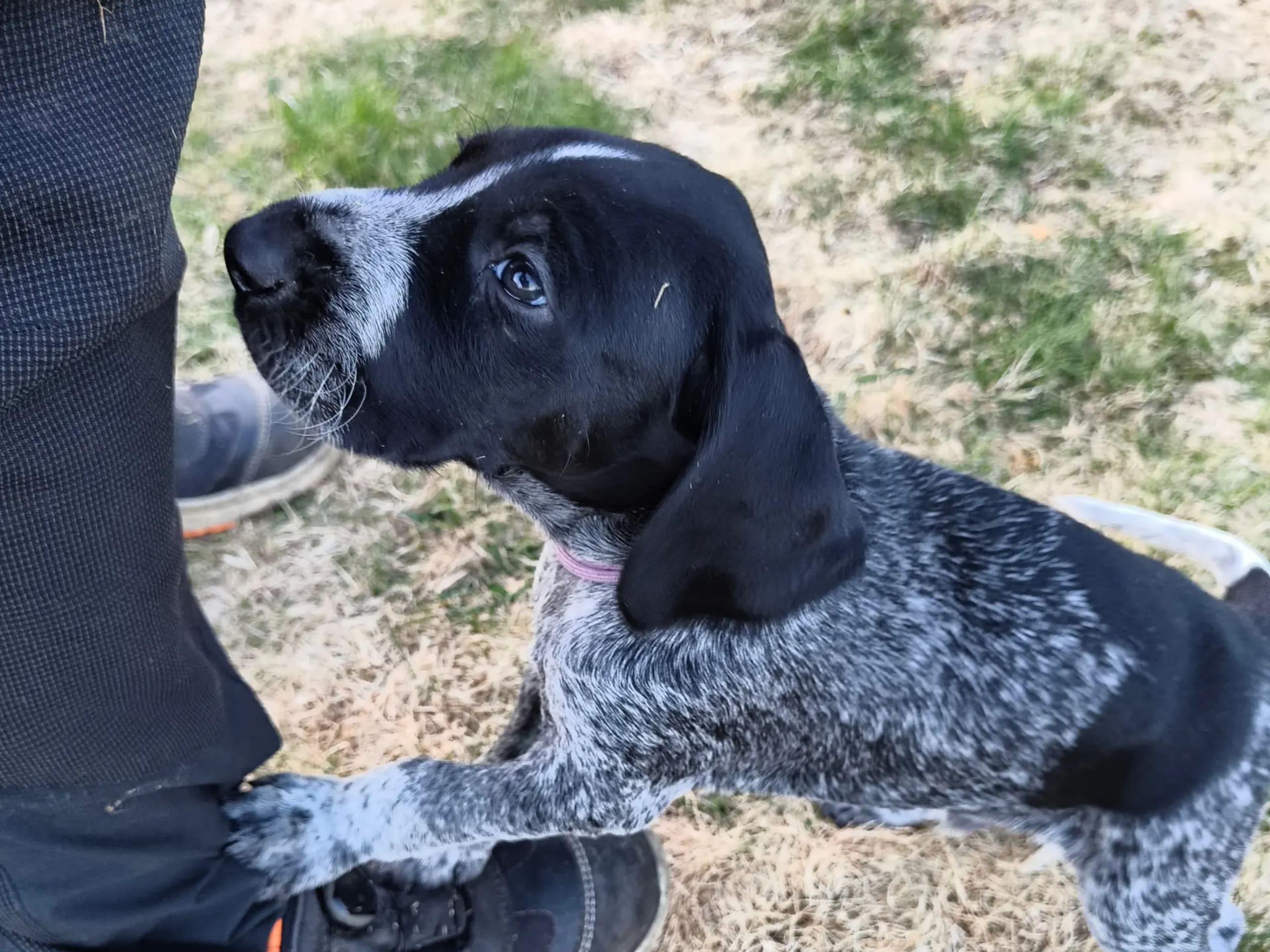 German Shorthaired Pointer (Vorsteh) · Åmot · Bjerkeskogens