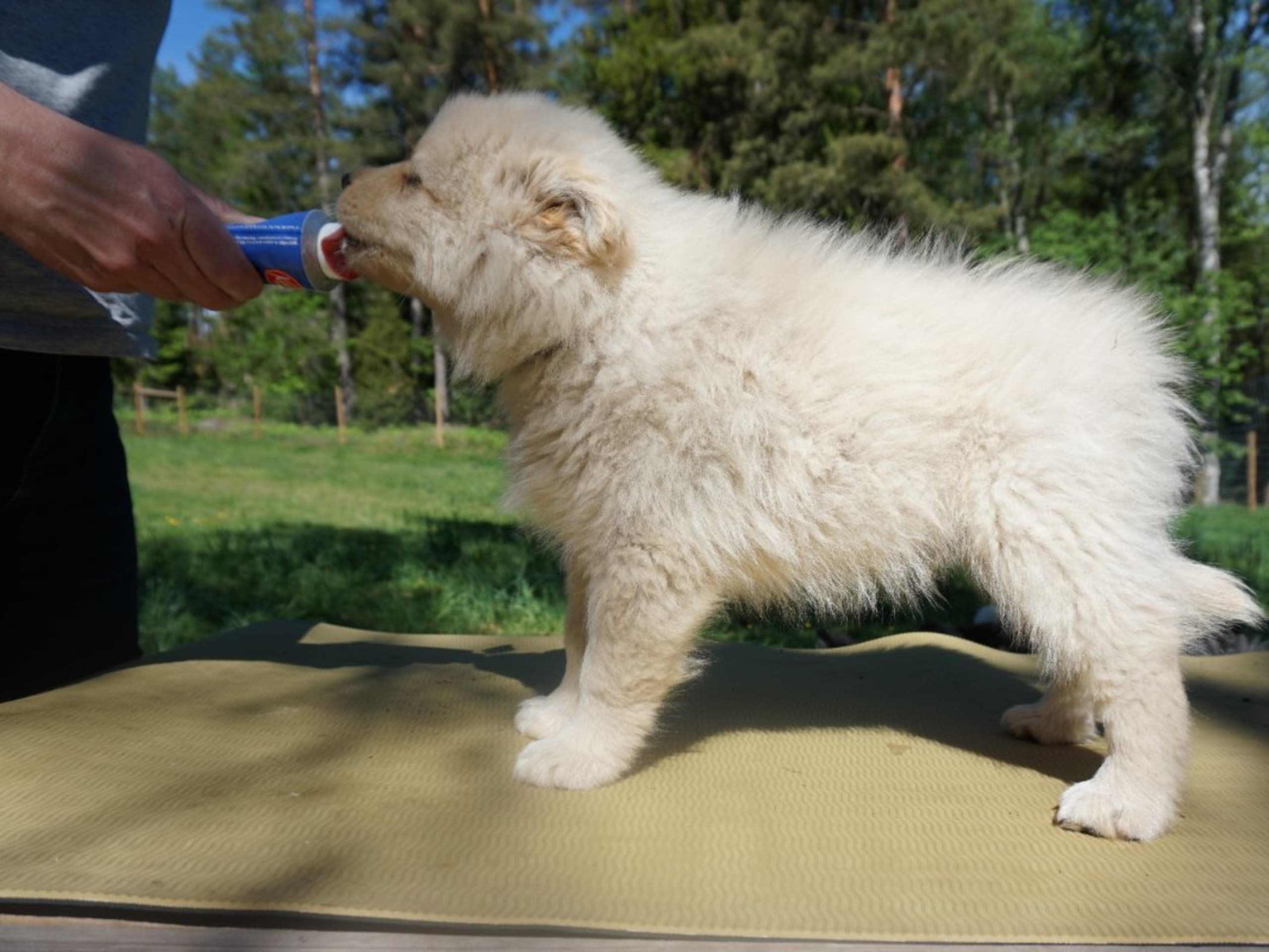 Finnish Lapphund · Uppsala · Vita Nattens