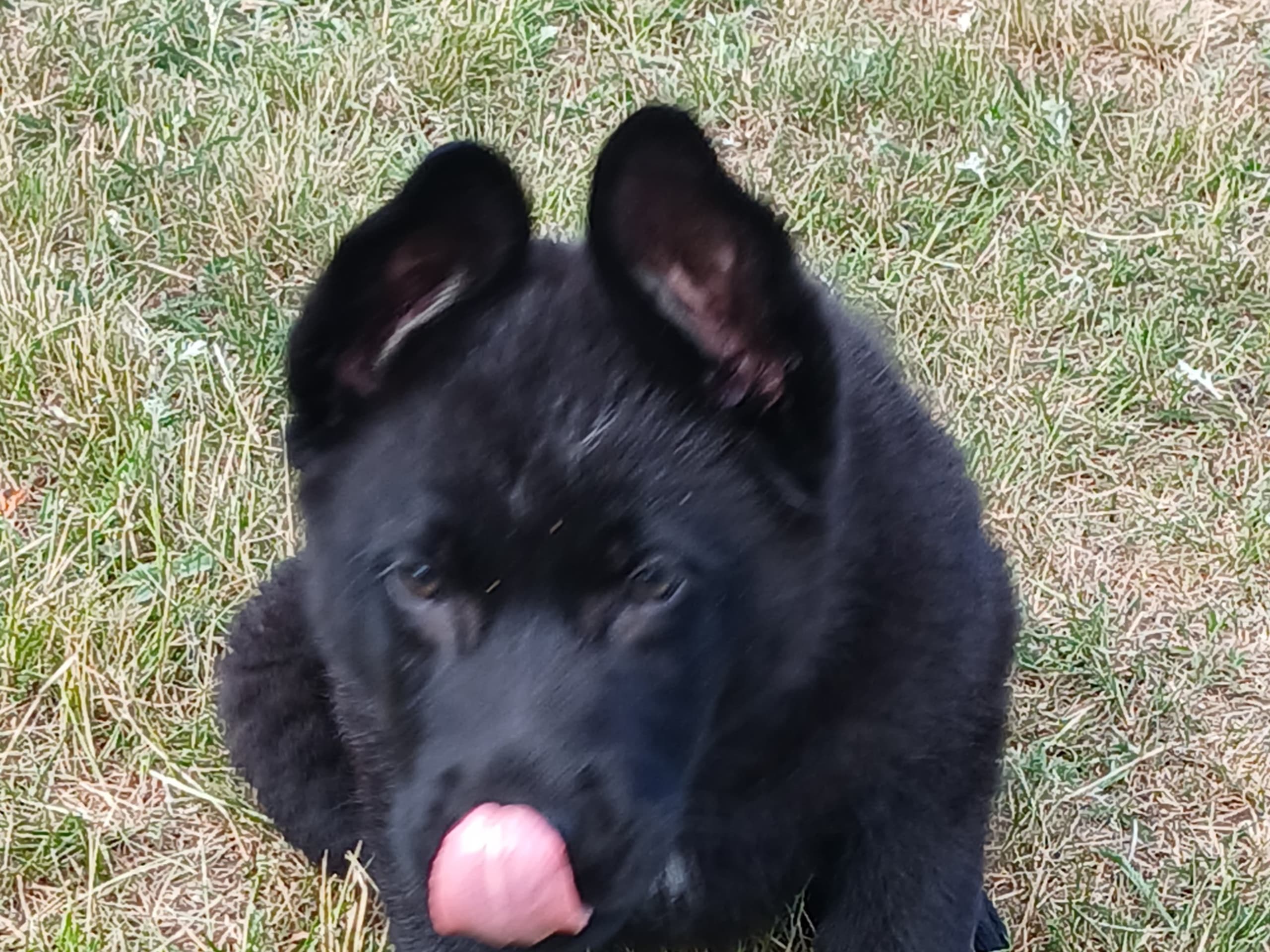 Schæferhund · Listerby · Kennel Snibor Anzi