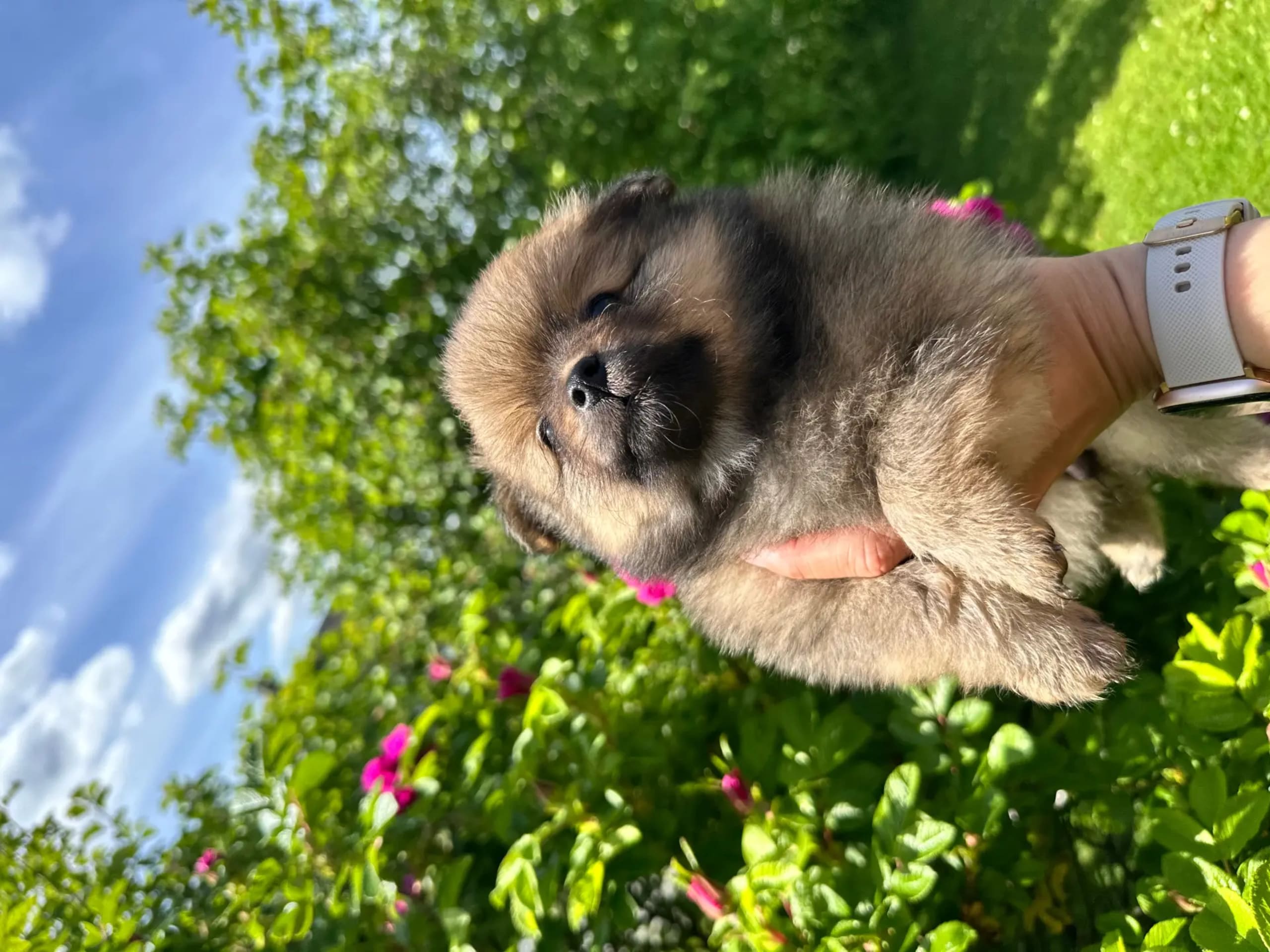German Spitz – Kleinspitz · Raufoss · Connie Olafsen