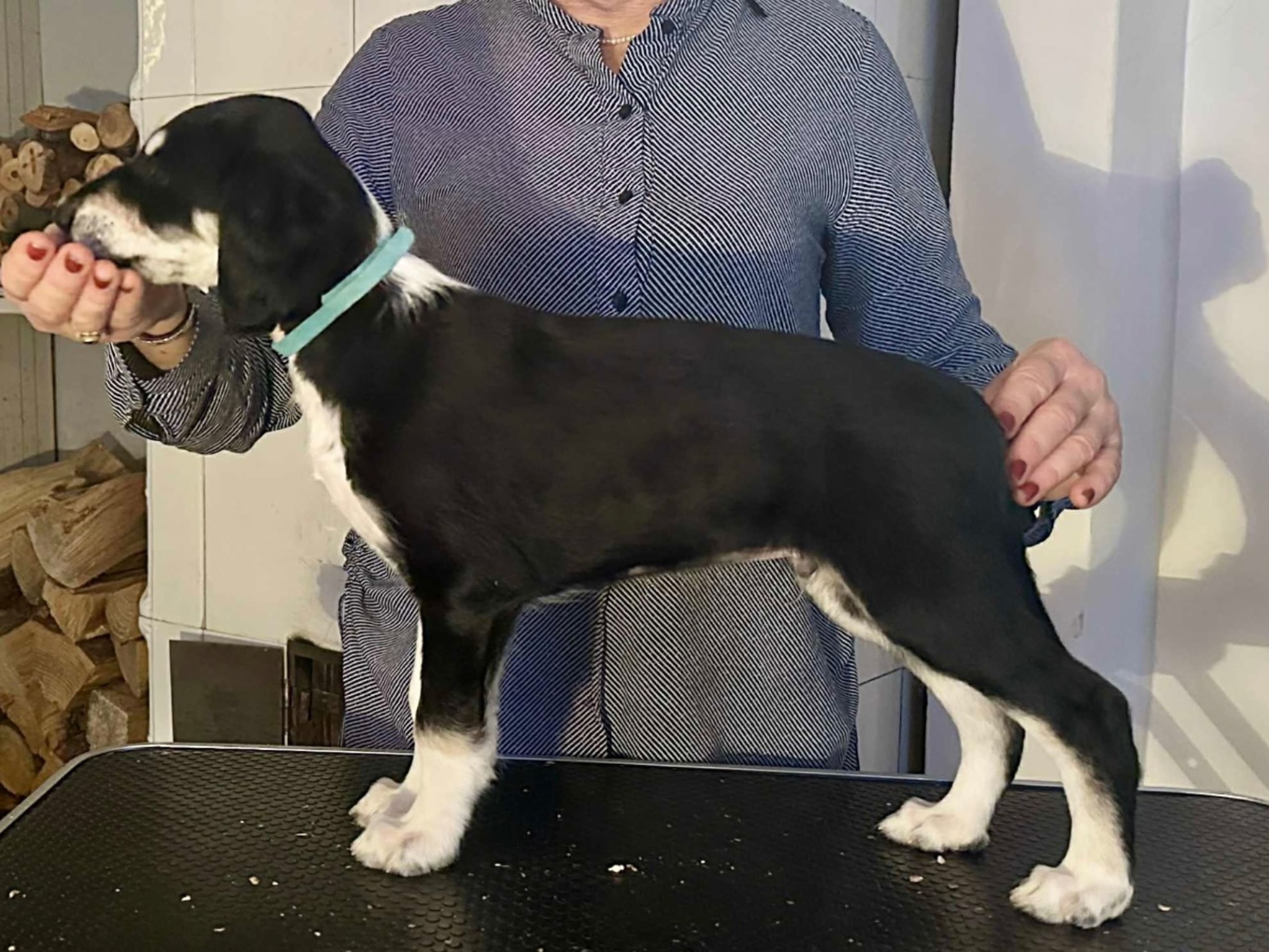 Saluki · älvkarleby · Lags