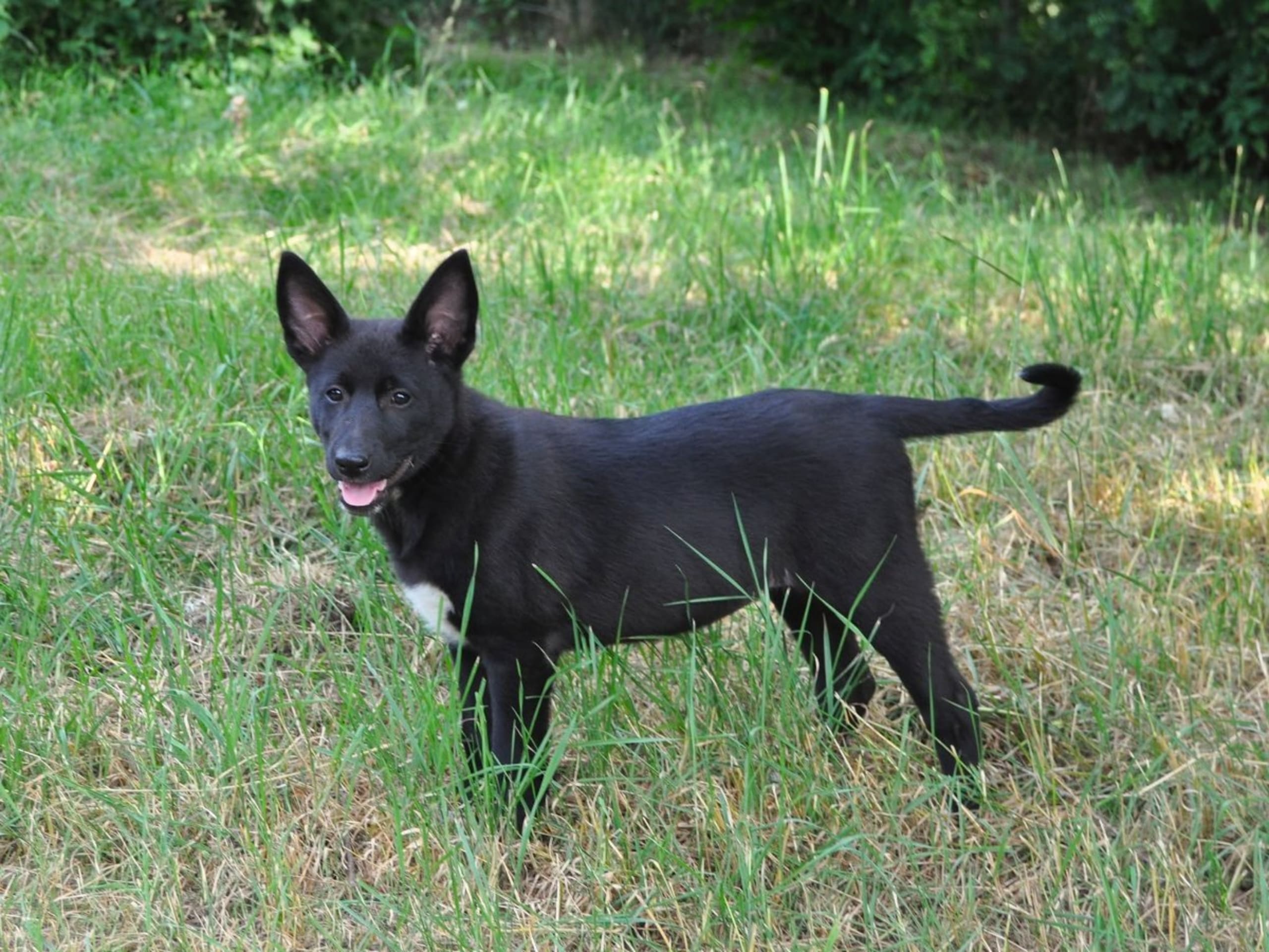 Kanaanhund · Alvesta · Chanco´s