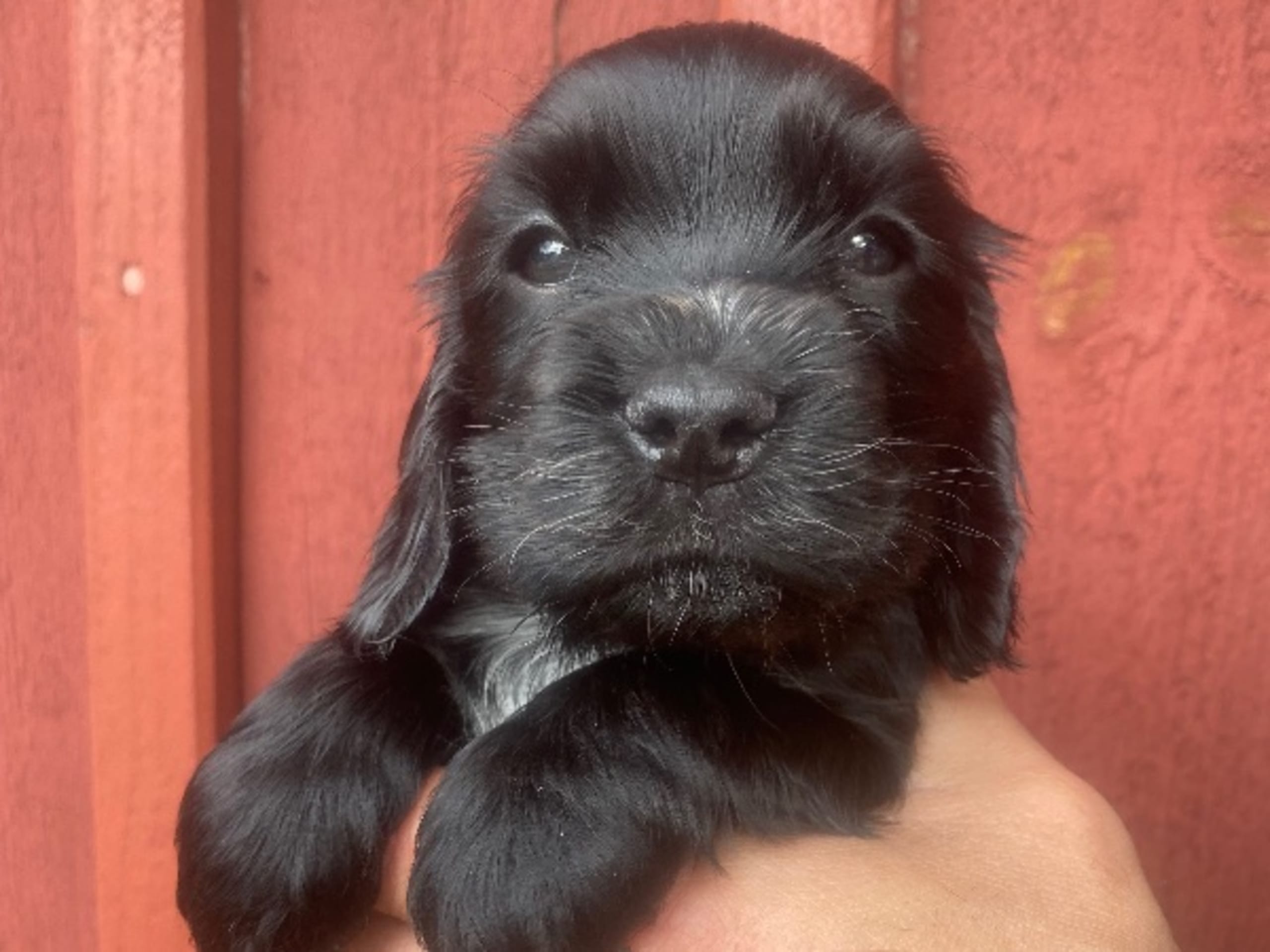 Cocker spaniel