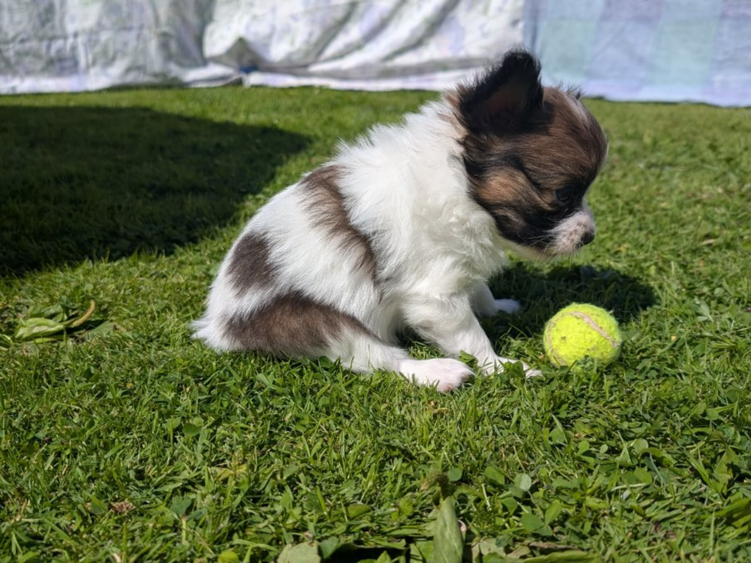 Papillon · Brastad · Bohusklippans