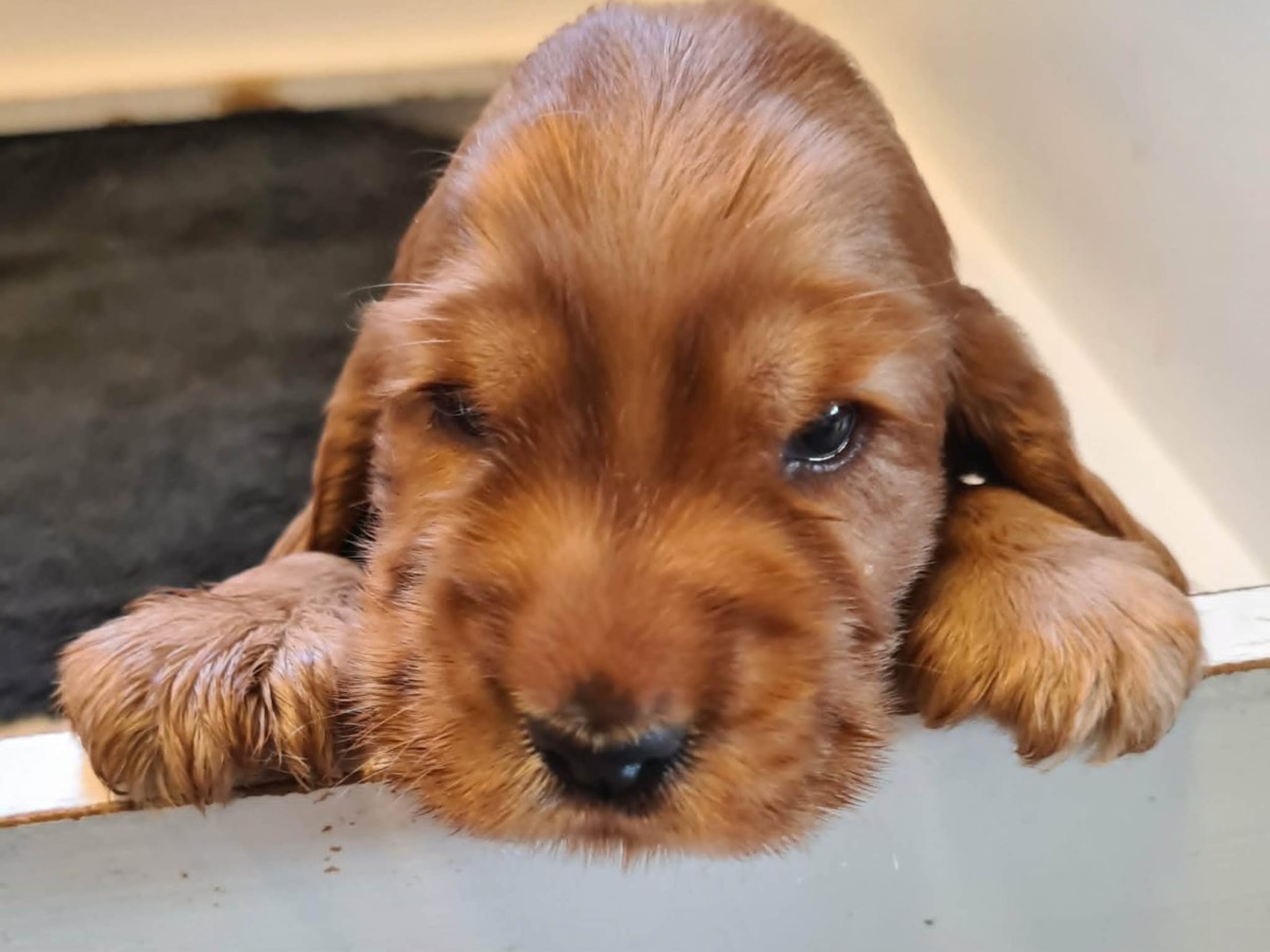 Cocker spaniel · Alingsås · Jazz Up's